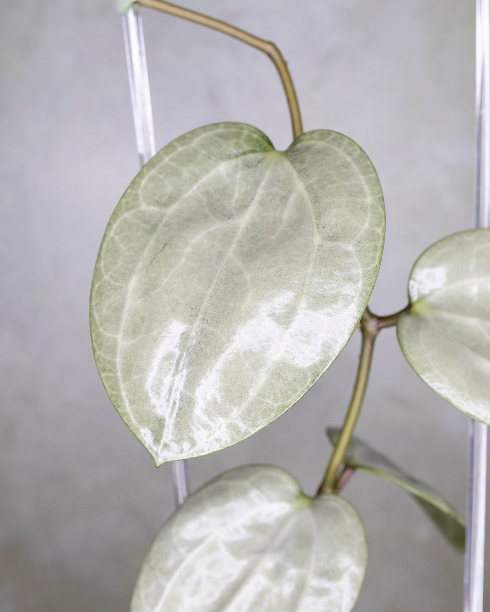 Hoya Latifolia Silver