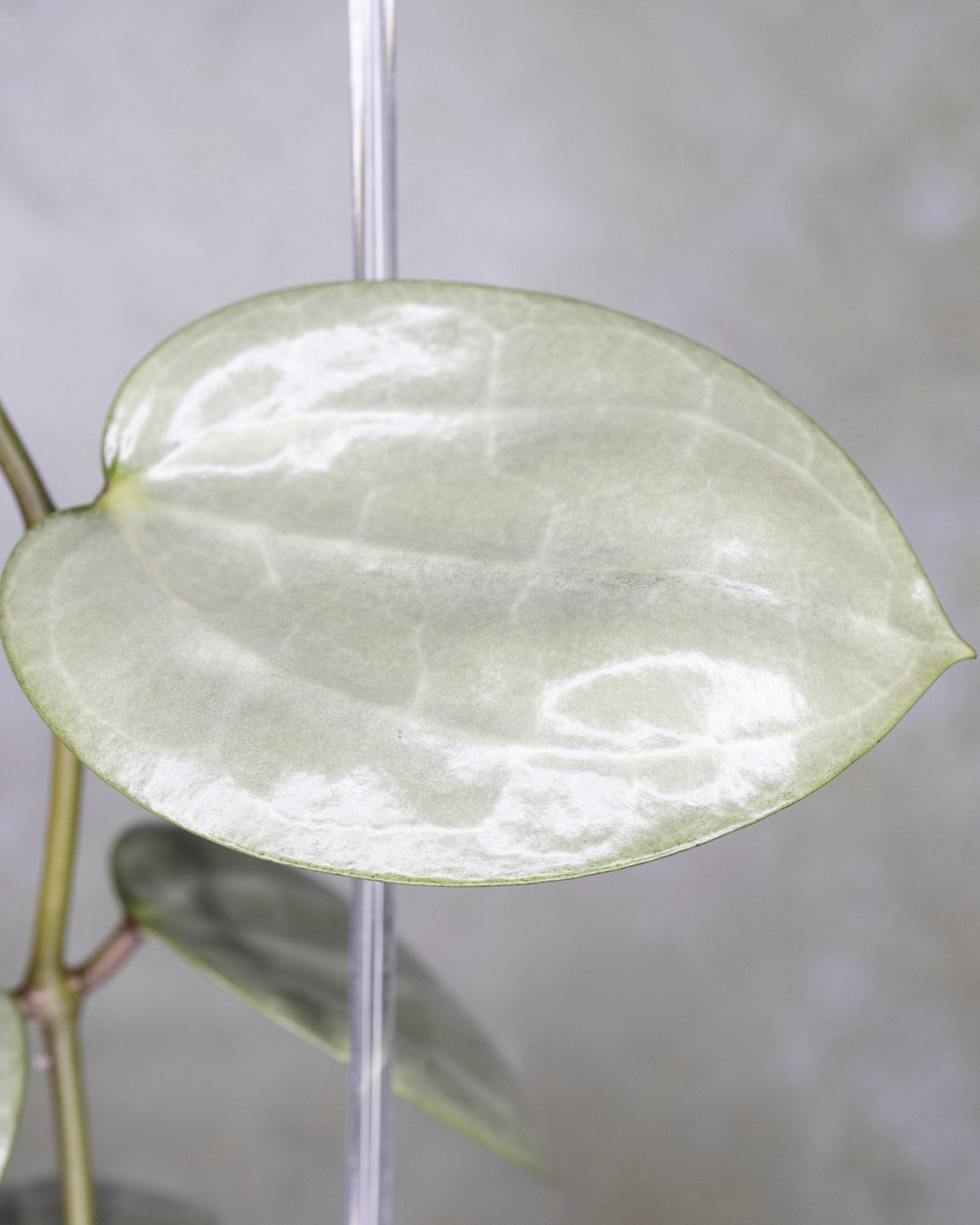 Hoya Latifolia Silver