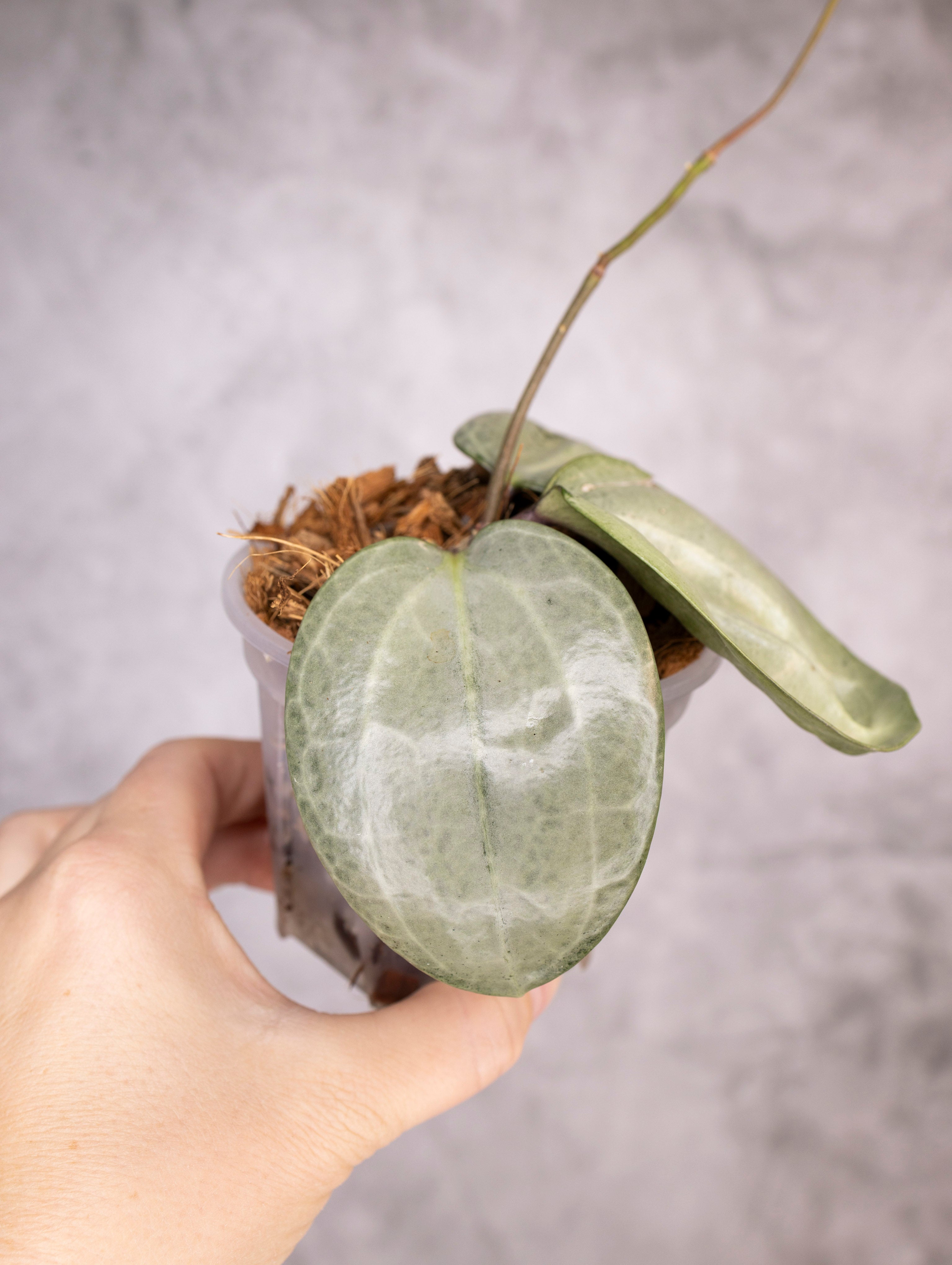 Hoya Latifolia Silver