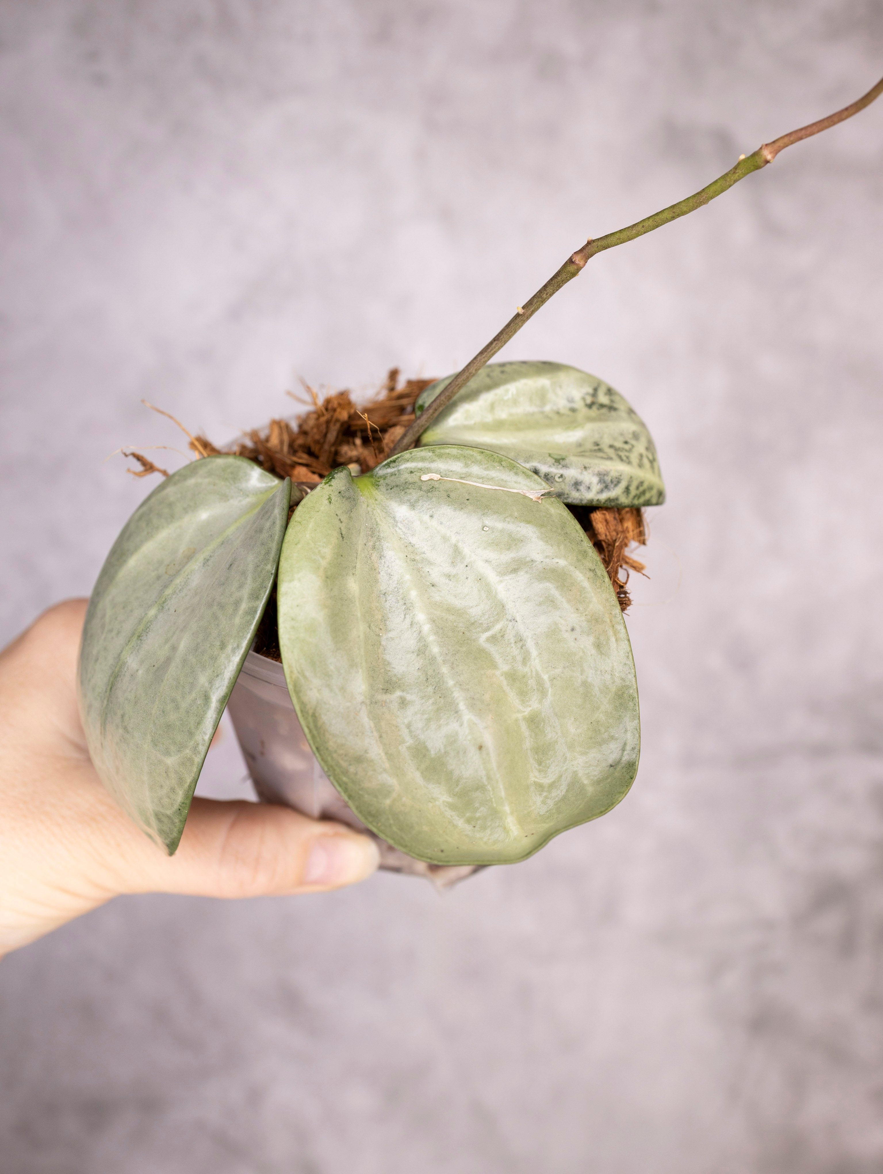 Hoya Latifolia Silver