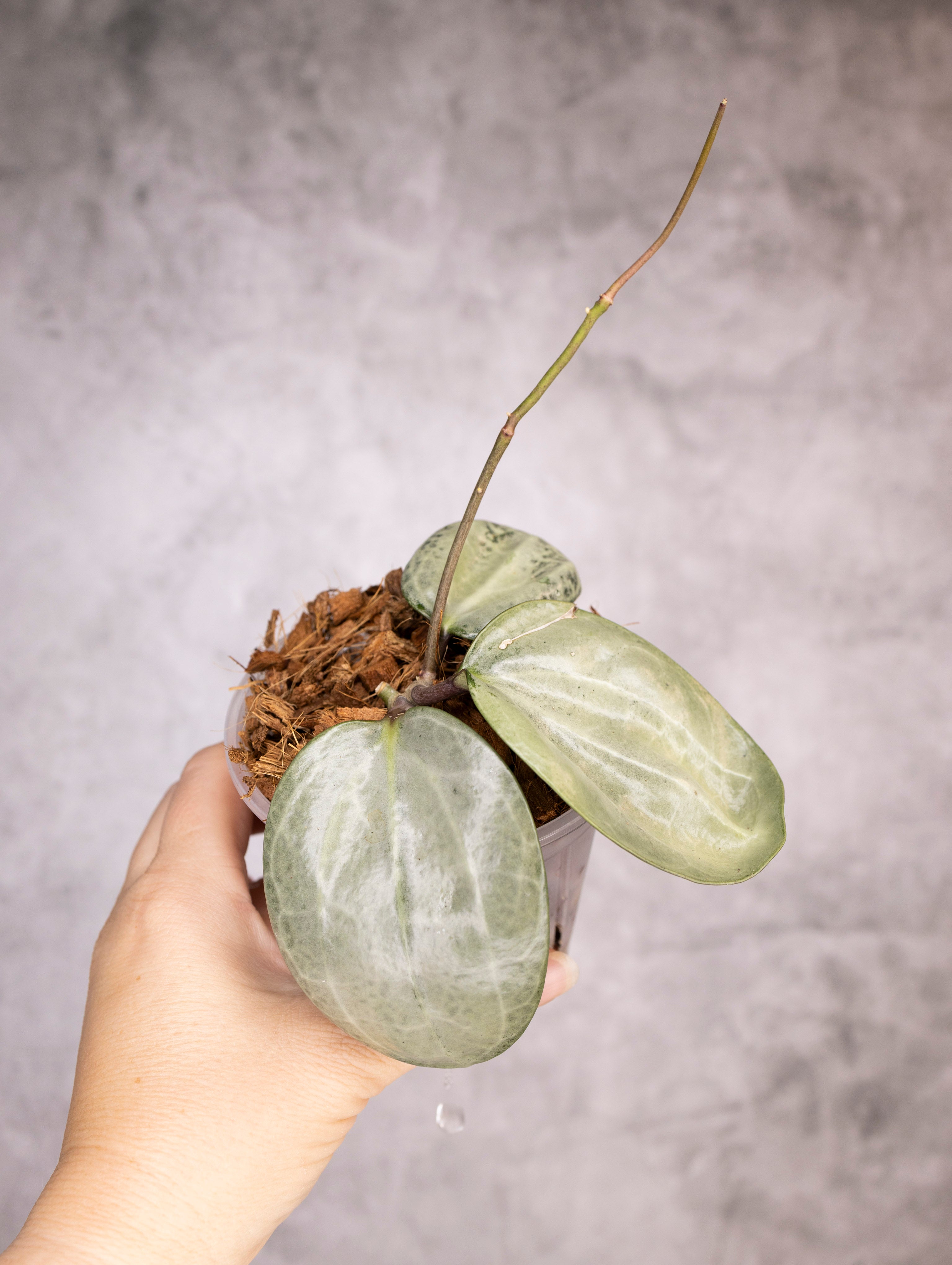 Hoya Latifolia Silver