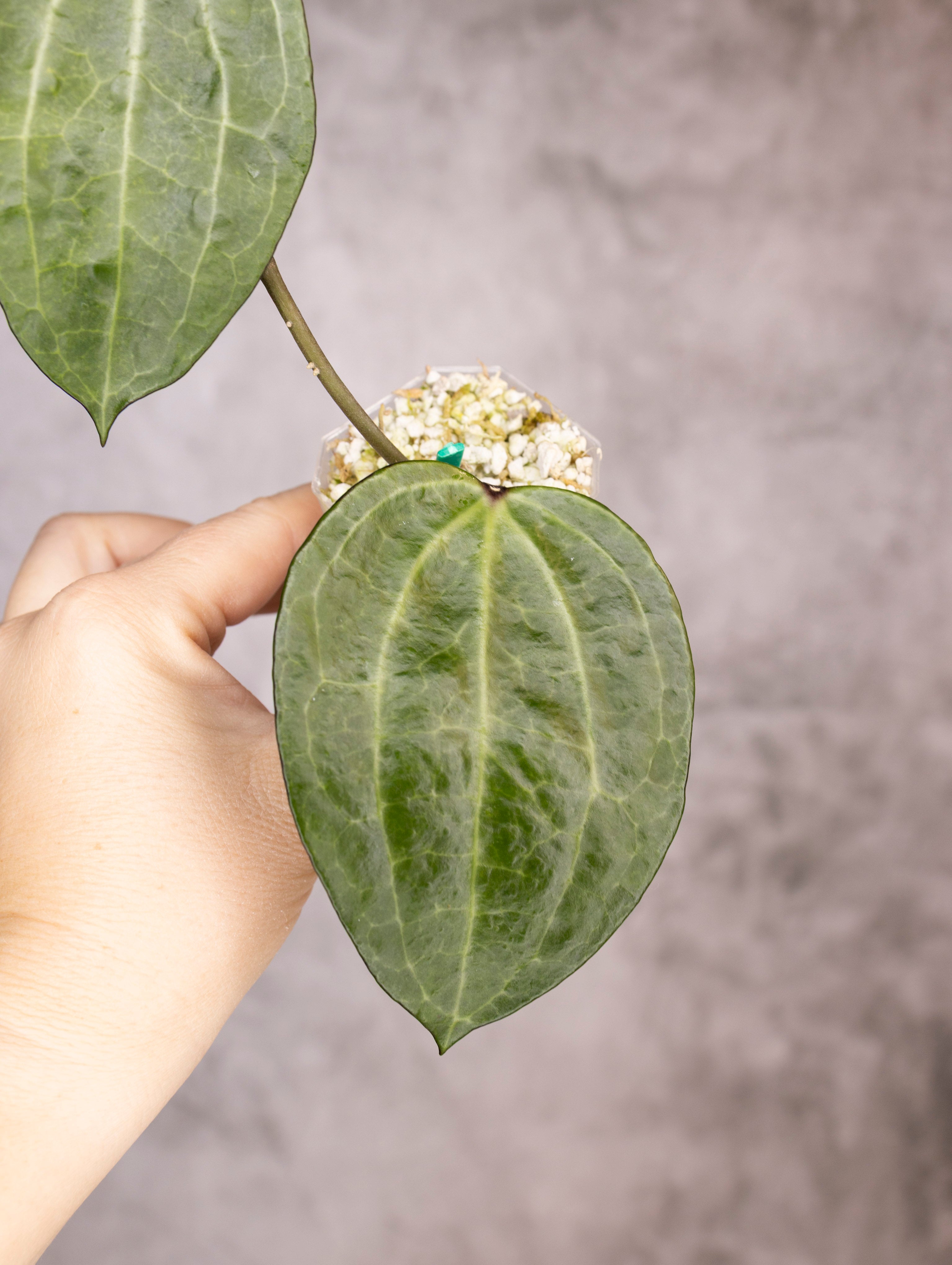 Hoya Latifolia Watermelon