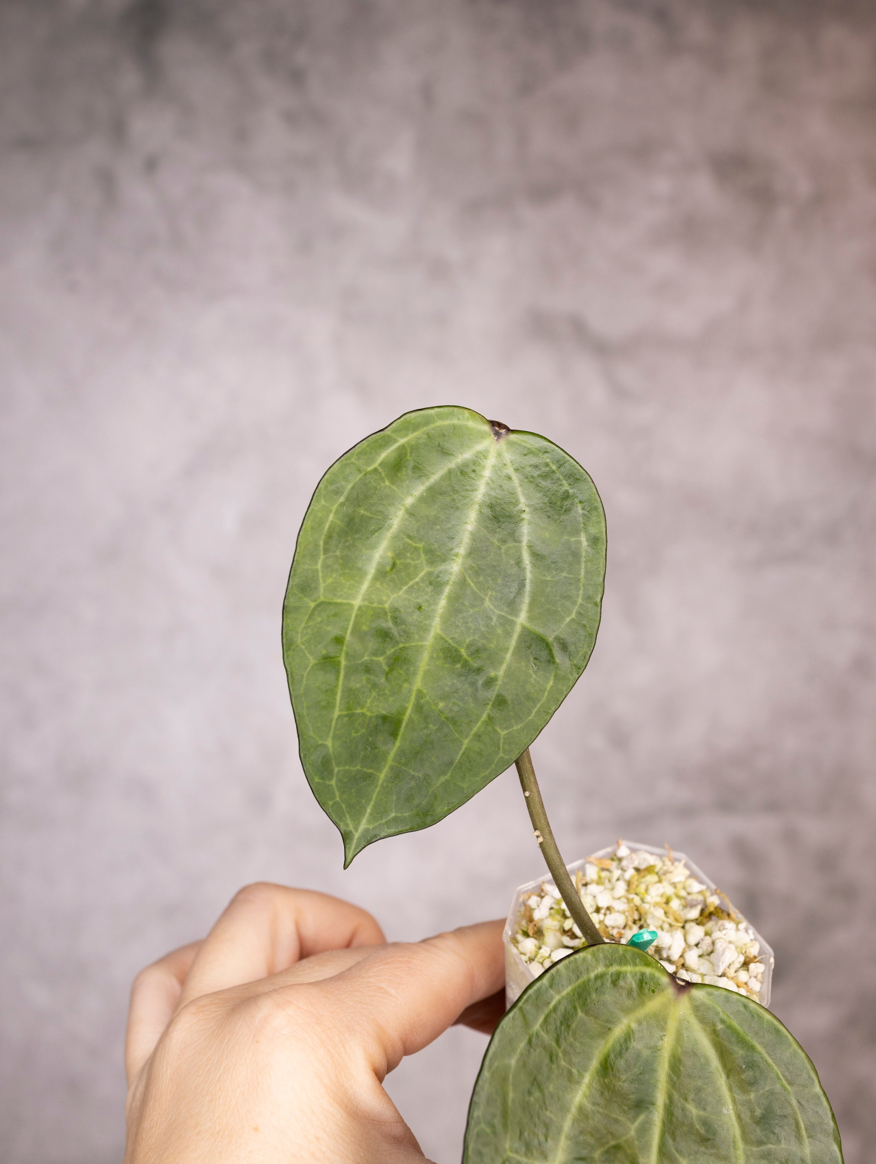 Hoya Latifolia Watermelon
