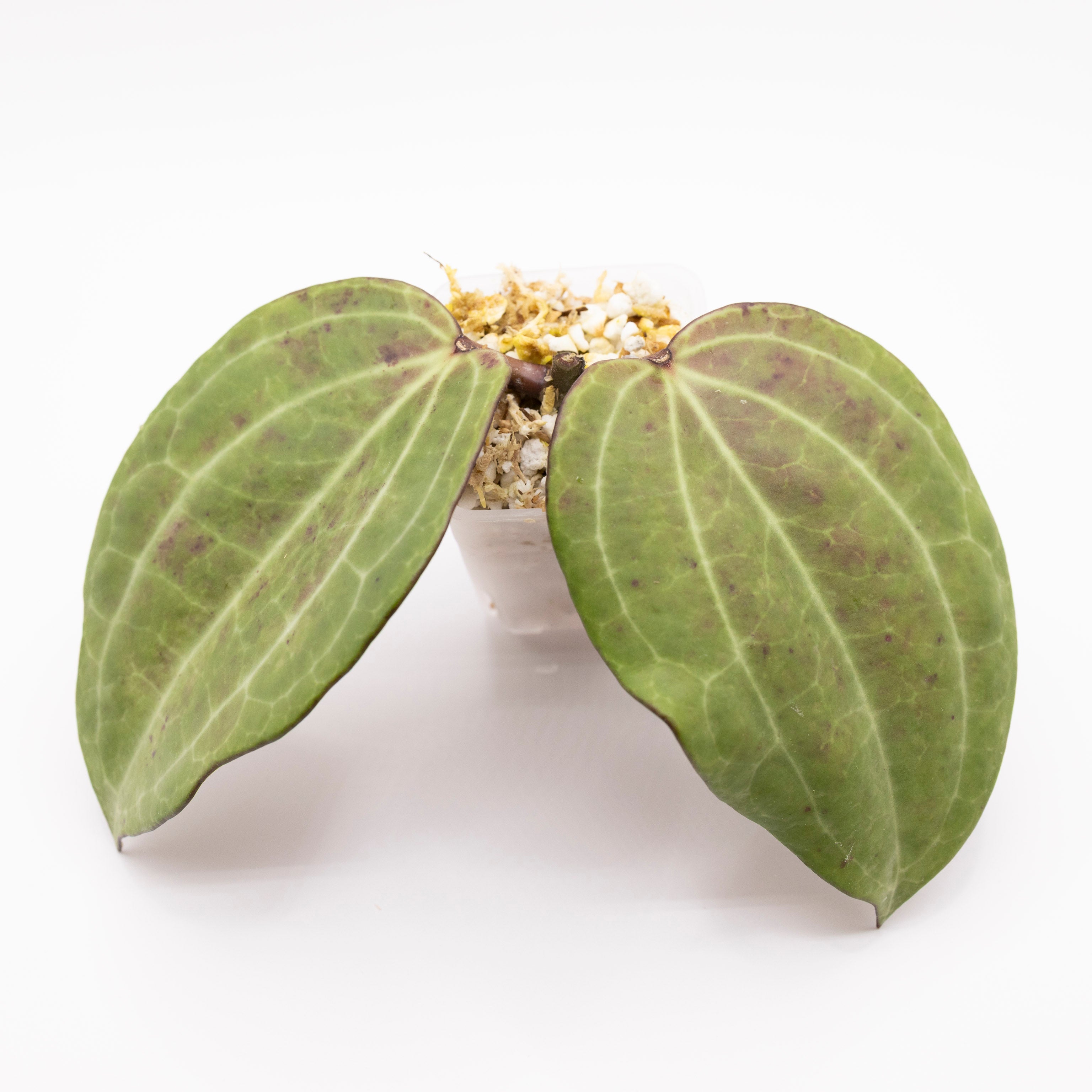 Hoya Latifolia Watermelon