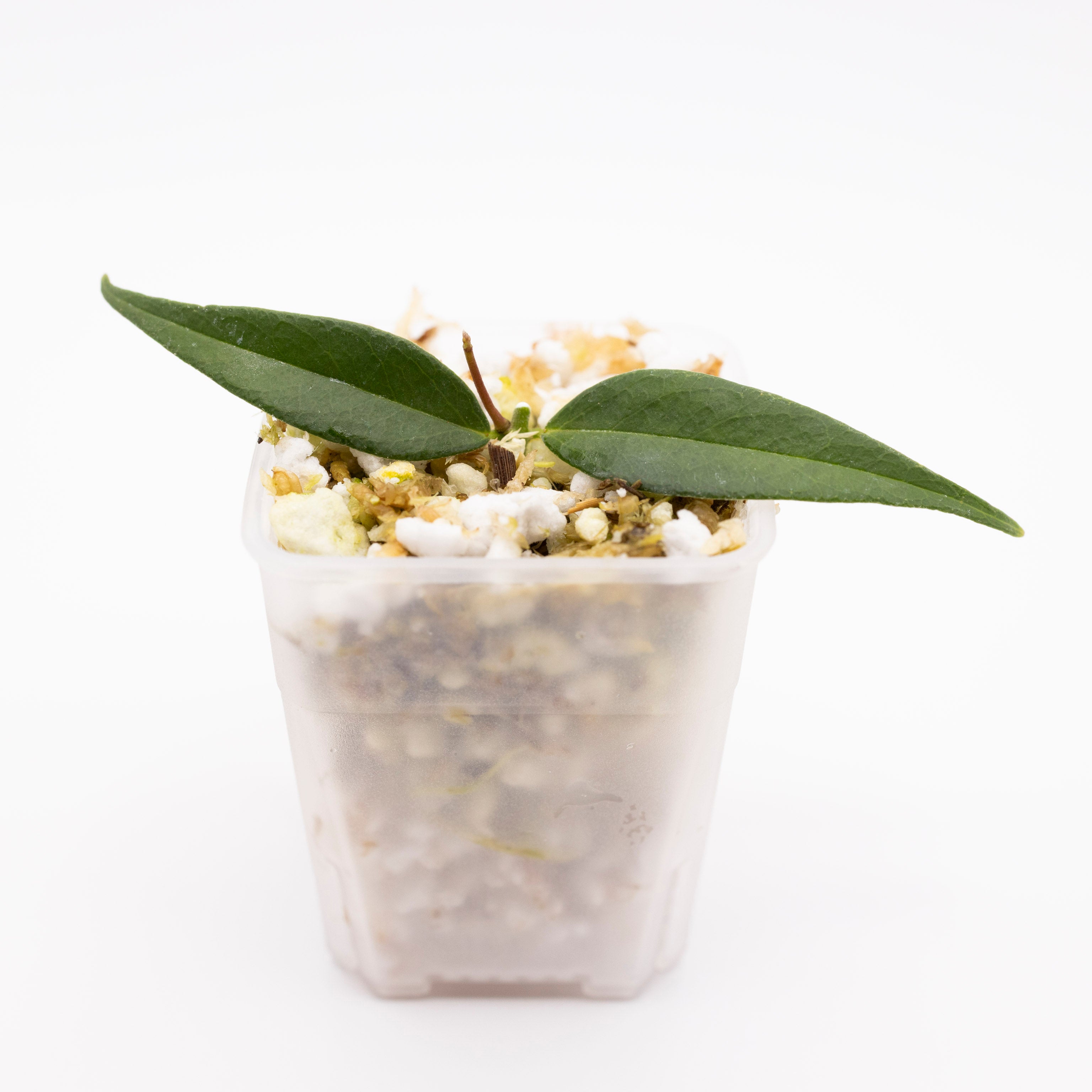 Hoya Leucantha
