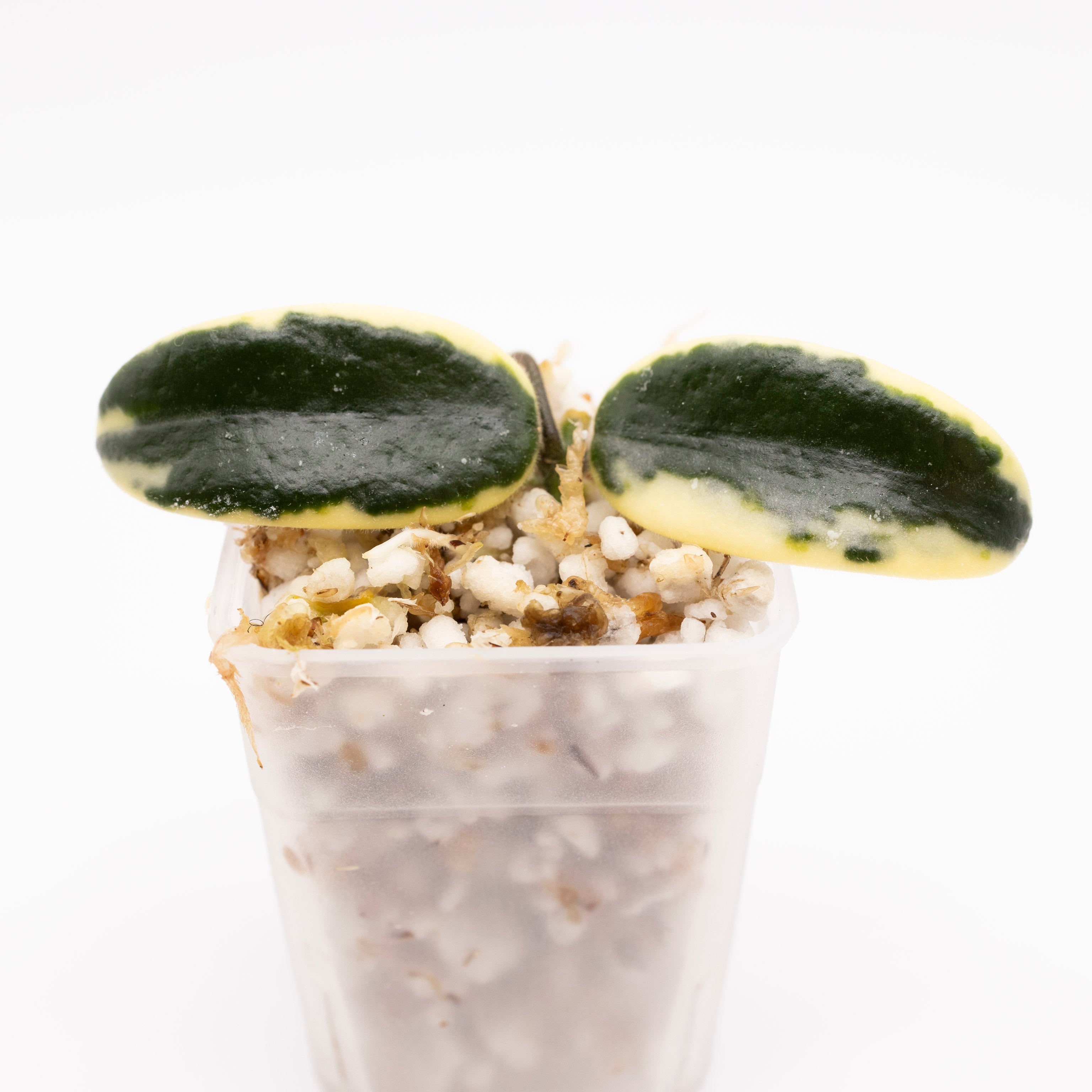 Hoya Lyi Prism