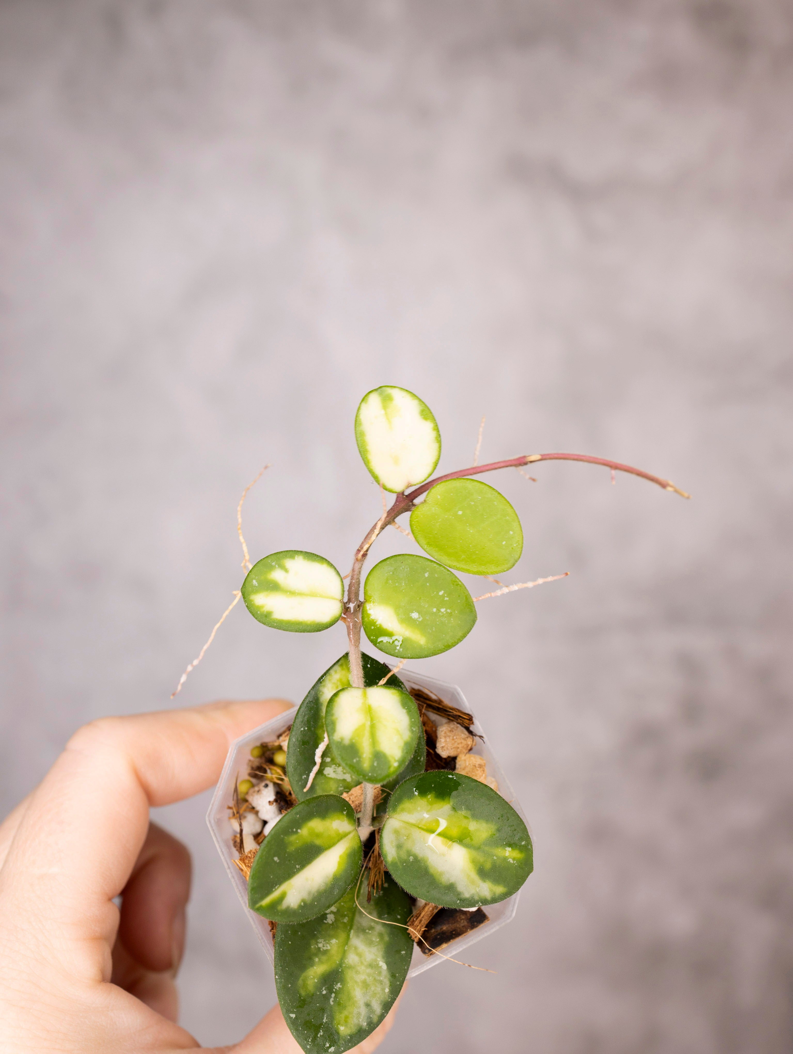 Hoya mathilde (variegated)