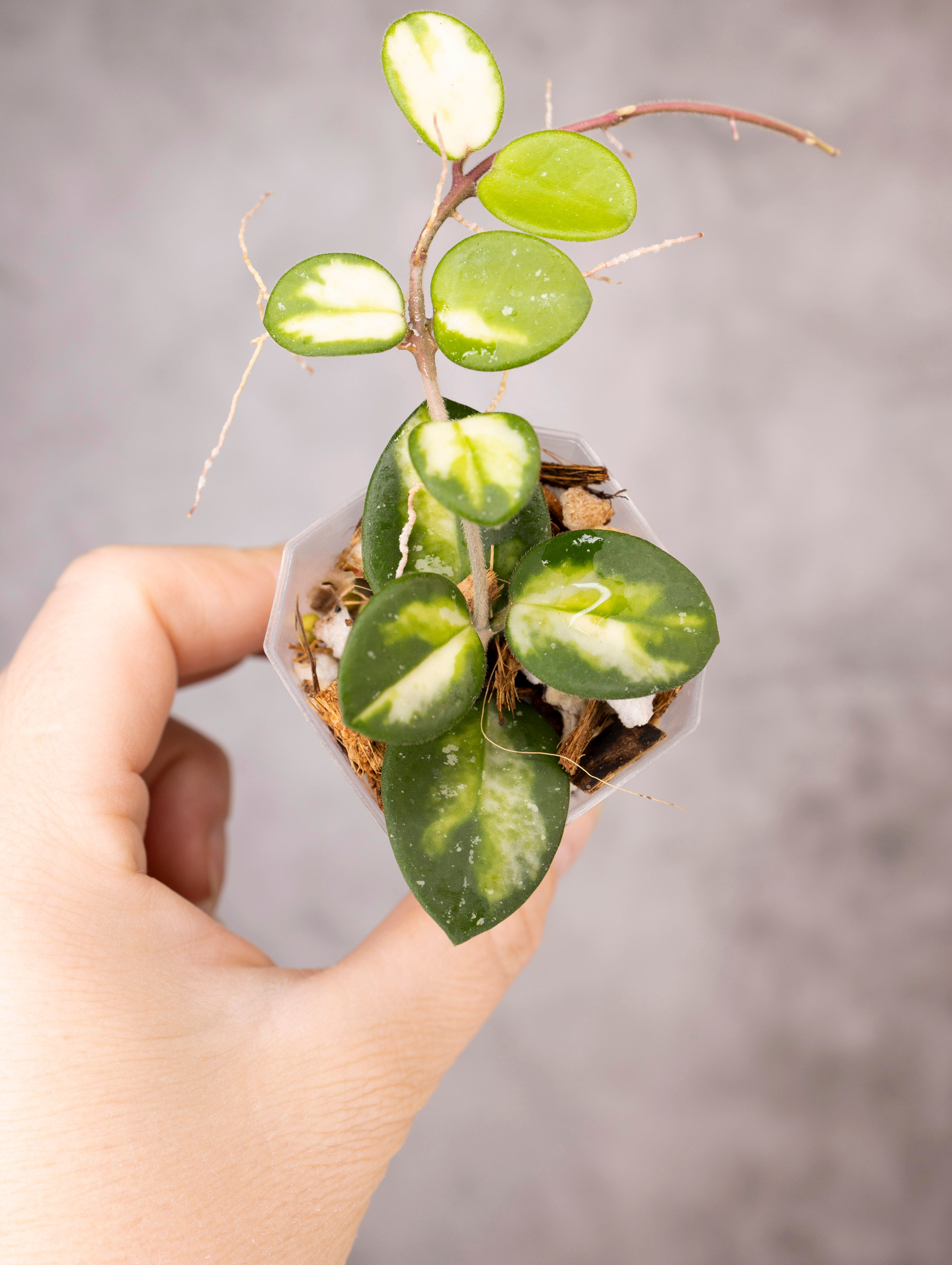 Hoya mathilde (variegated)