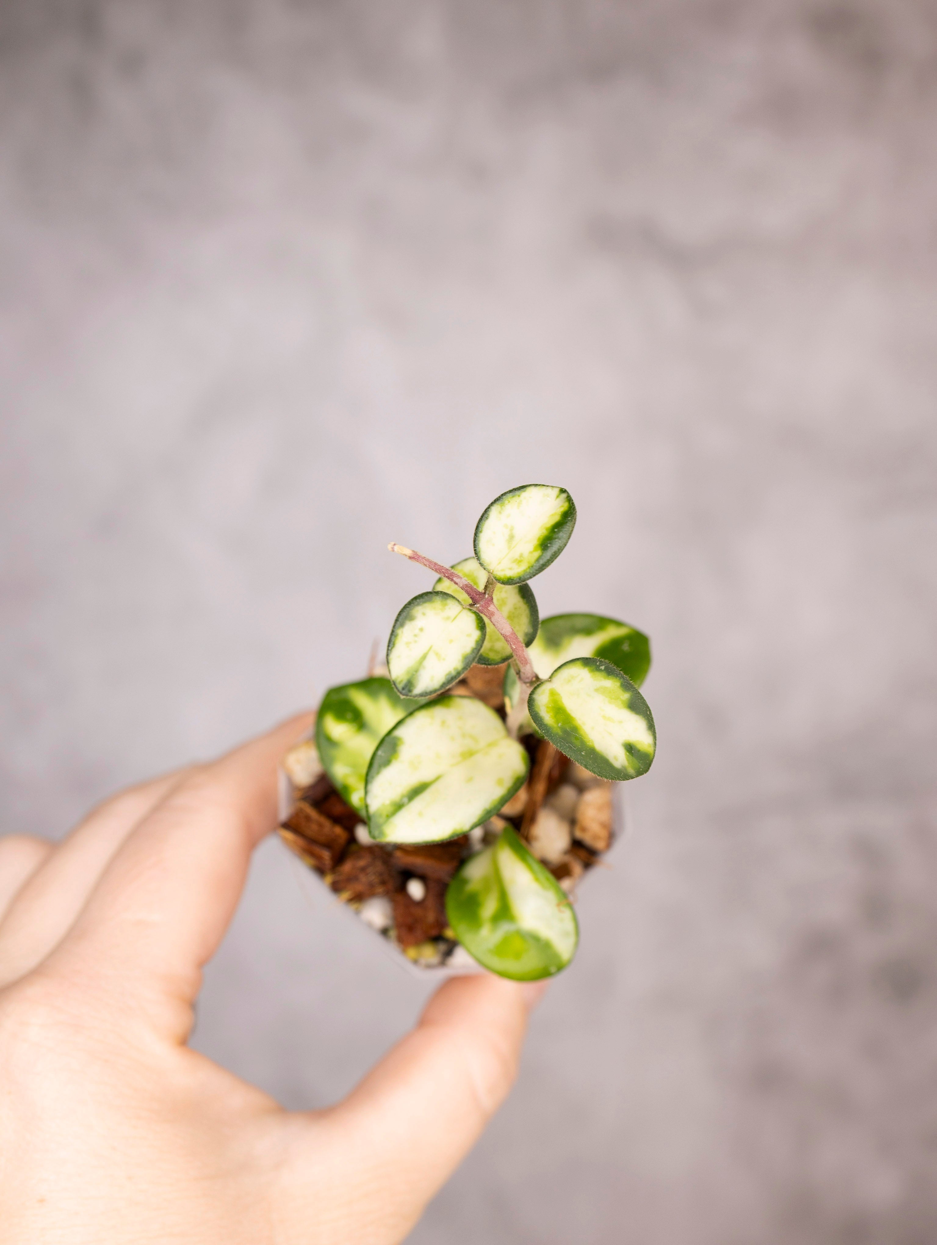 Hoya mathilde (variegated)