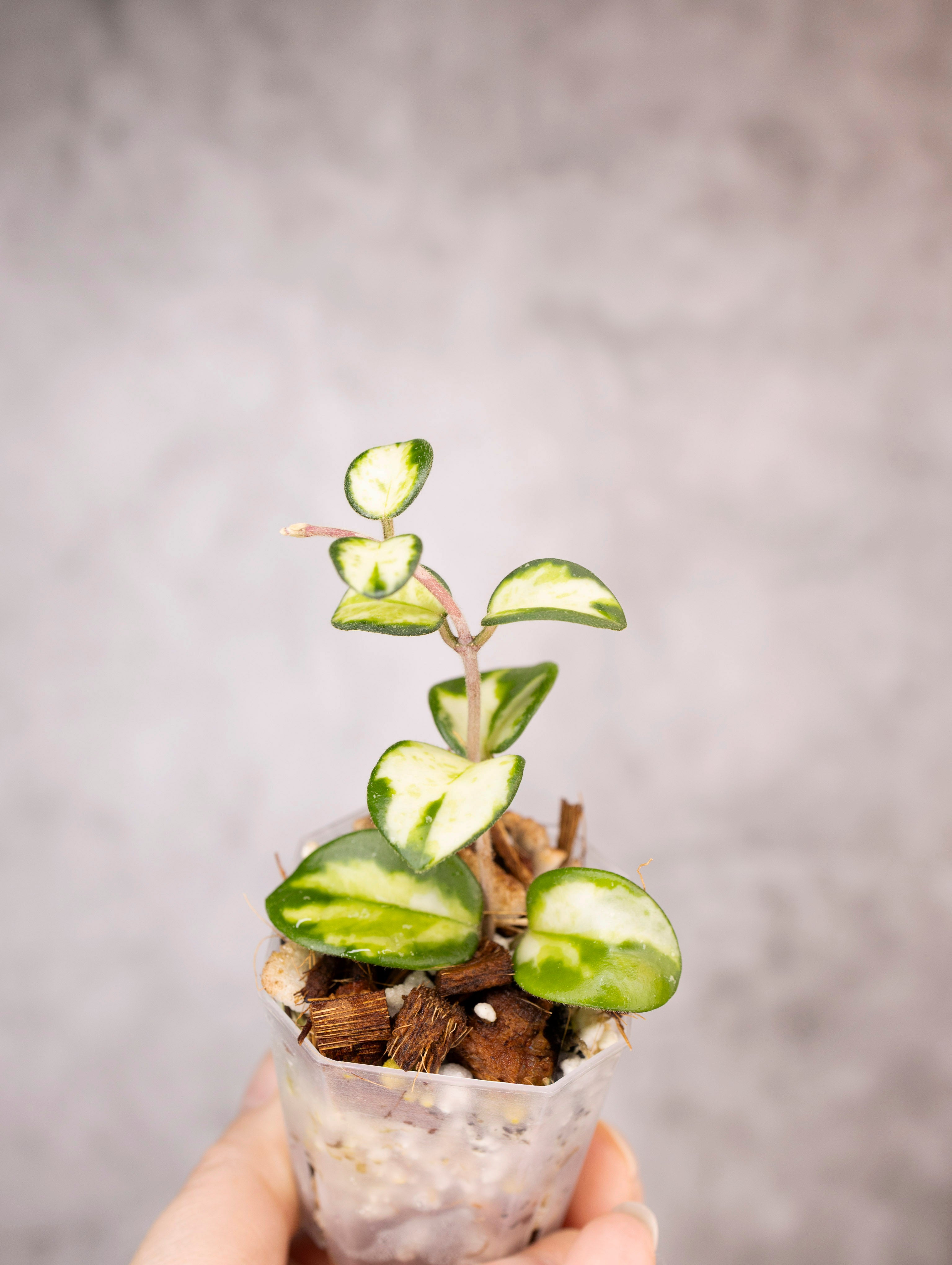 Hoya mathilde (variegated)