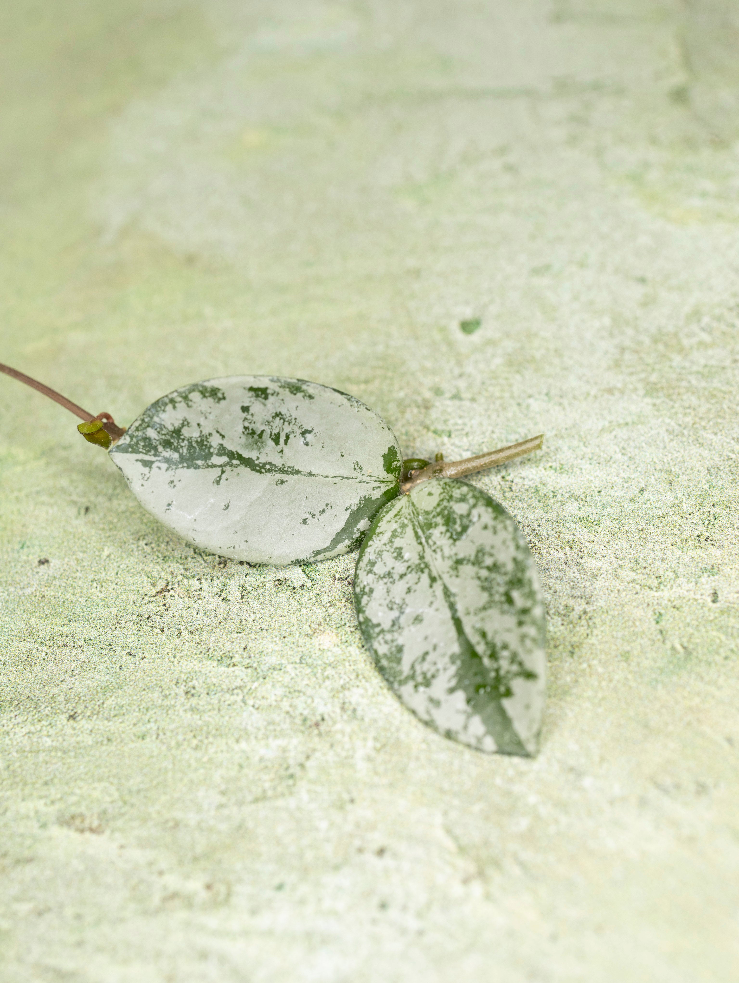 Hoya Mathilde Silver