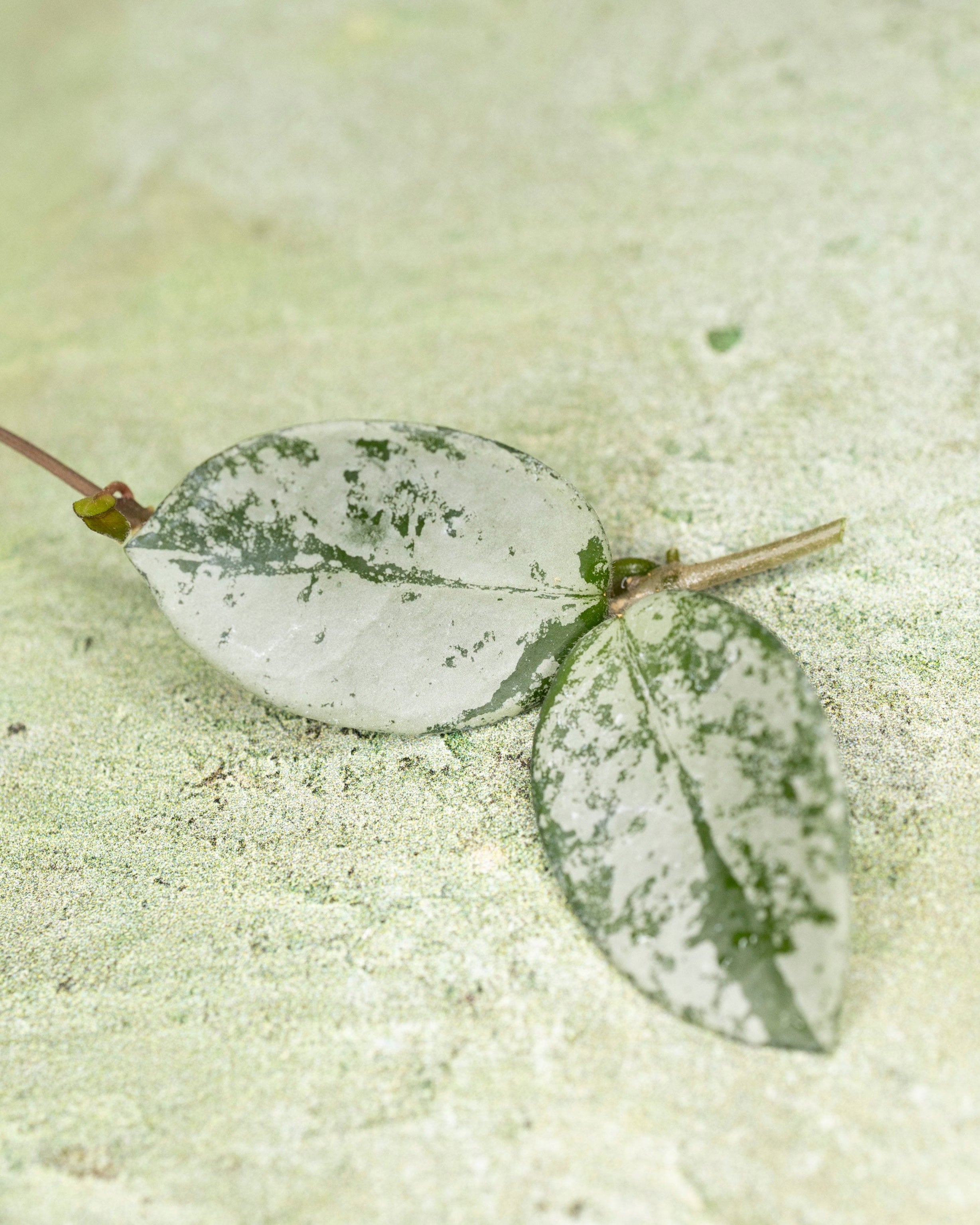 Hoya Mathilde Silver