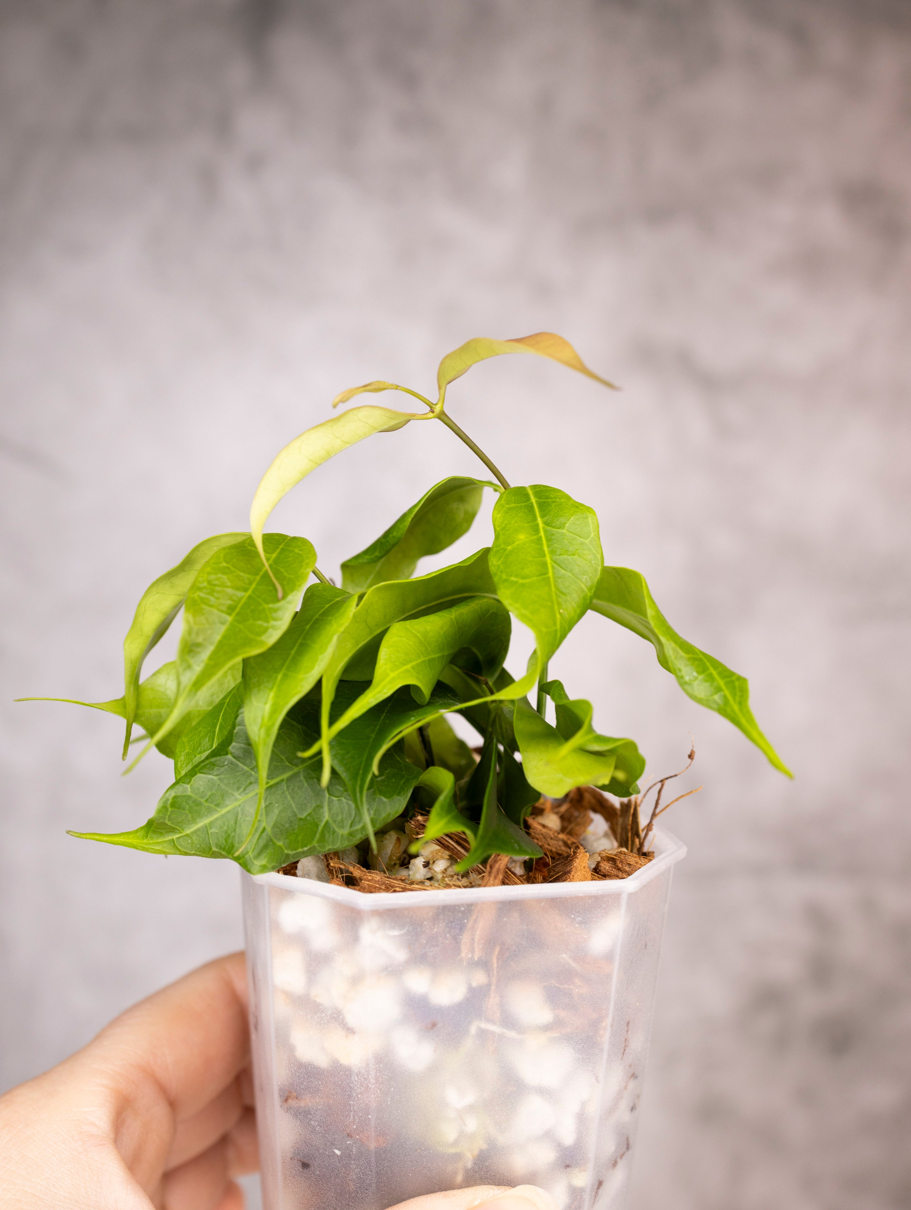 Hoya Medusa