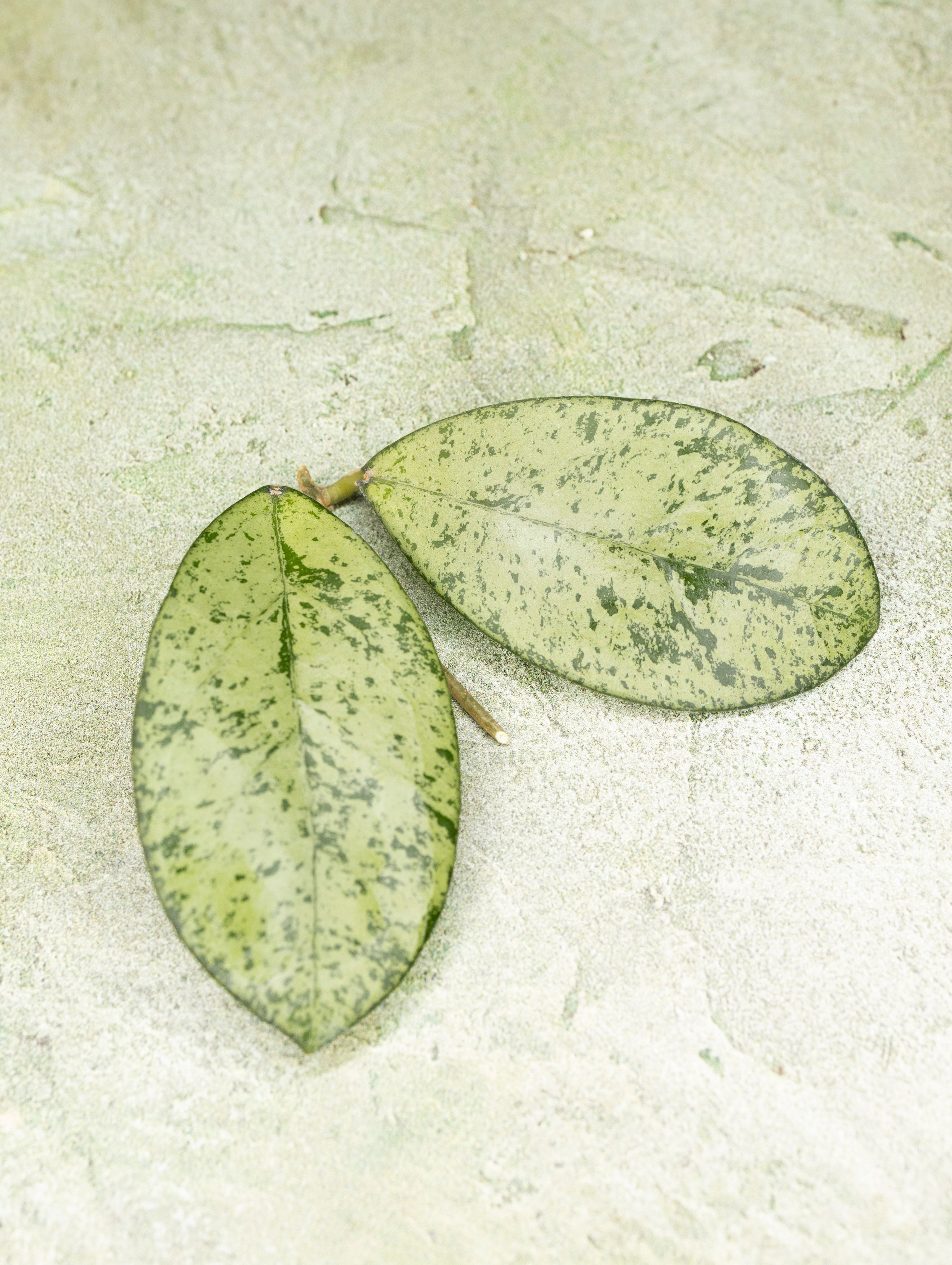 Hoya Meena