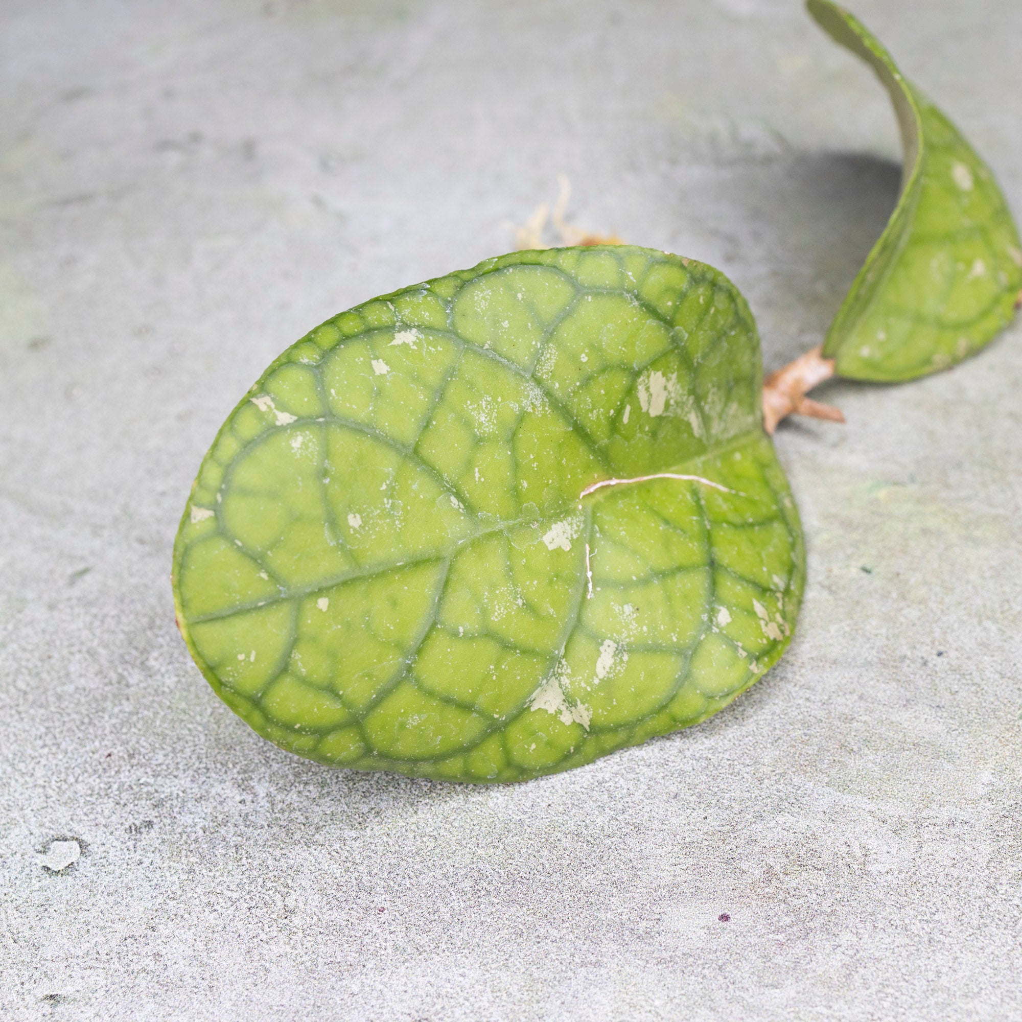 Hoya Meredithii Round Leaf