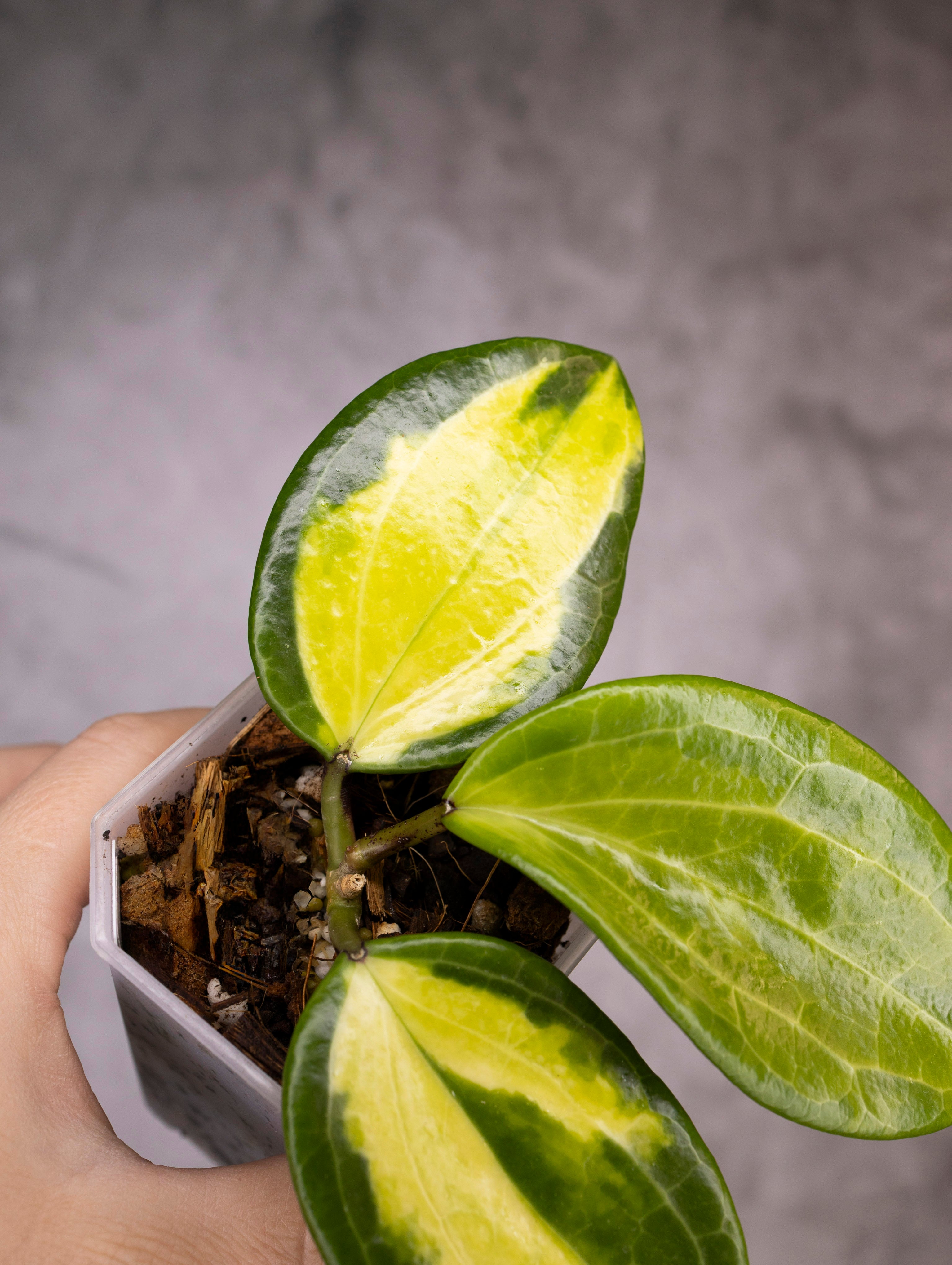 Hoya Merrillii Variegated