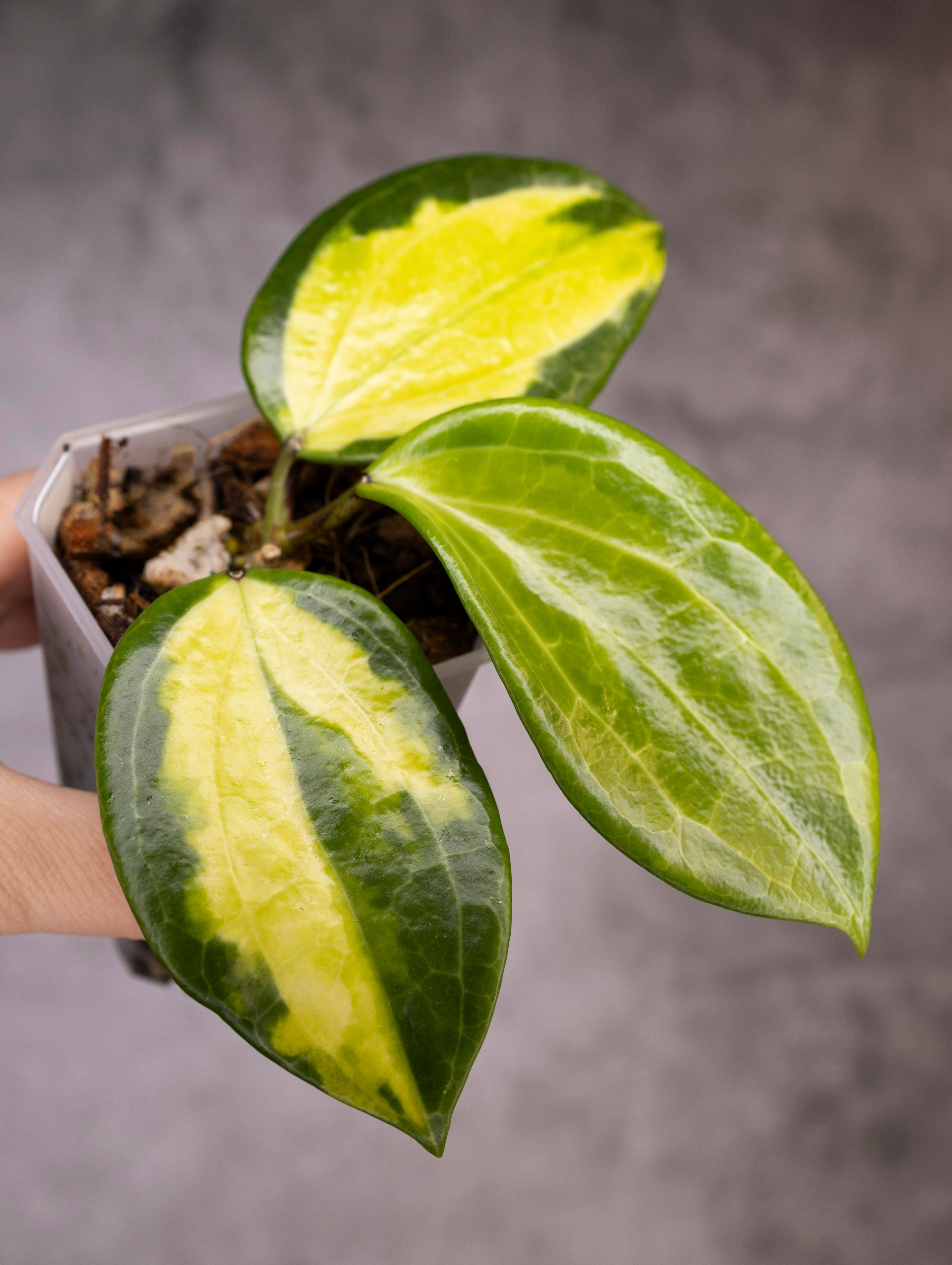 Hoya Merrillii Variegated