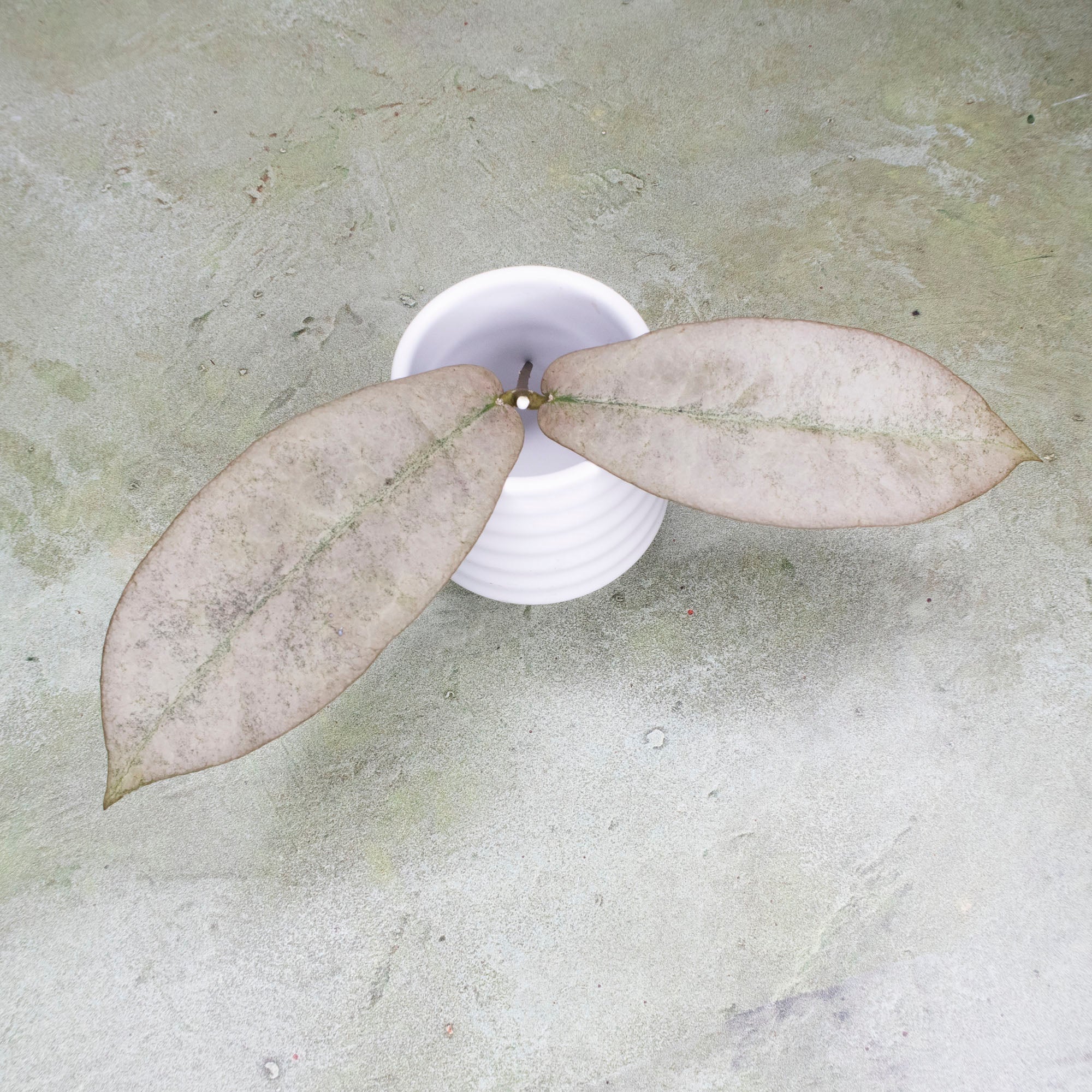 Hoya Mitrata Silver