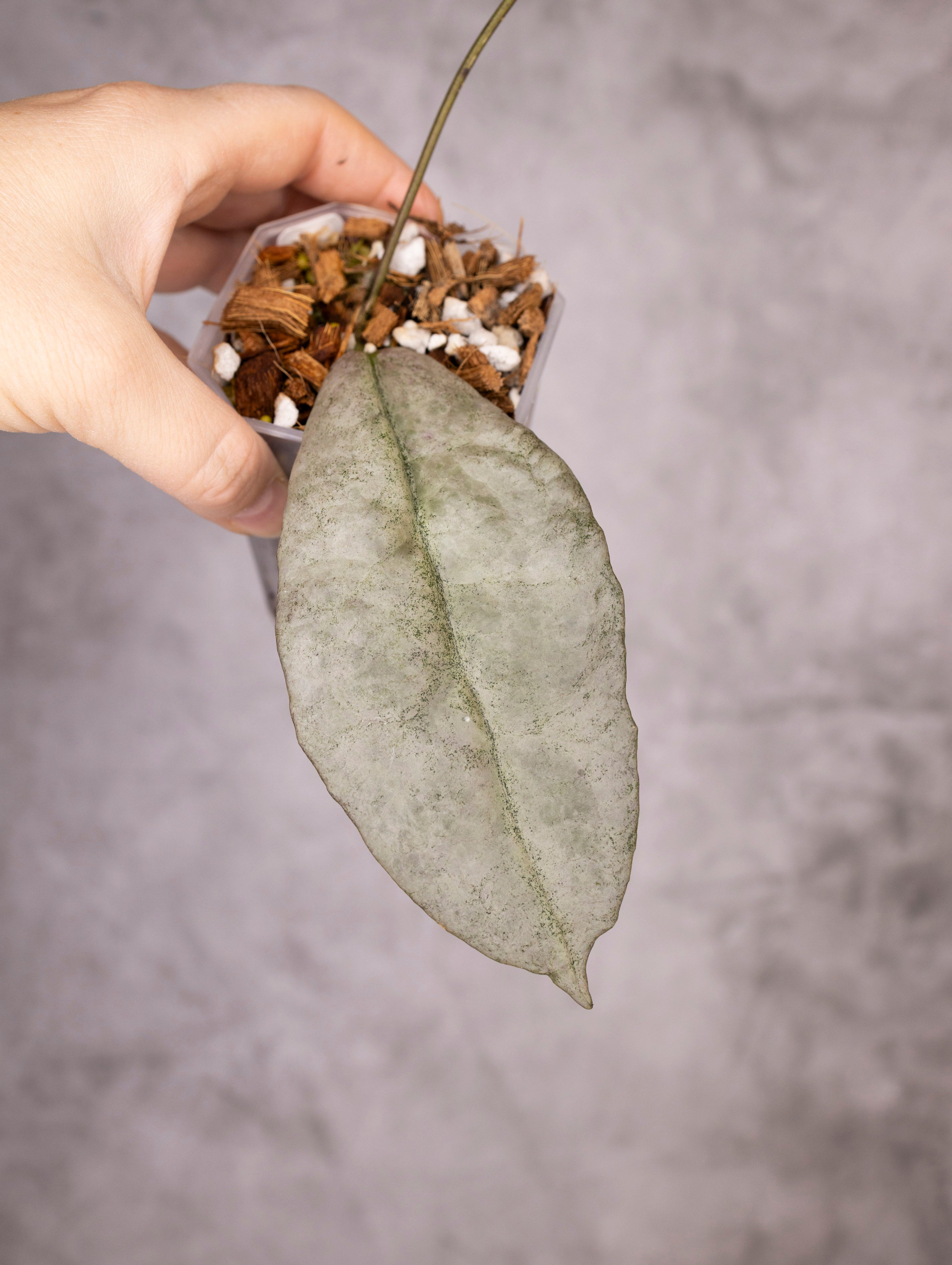 Hoya Mitrata Silver sp Borneo
