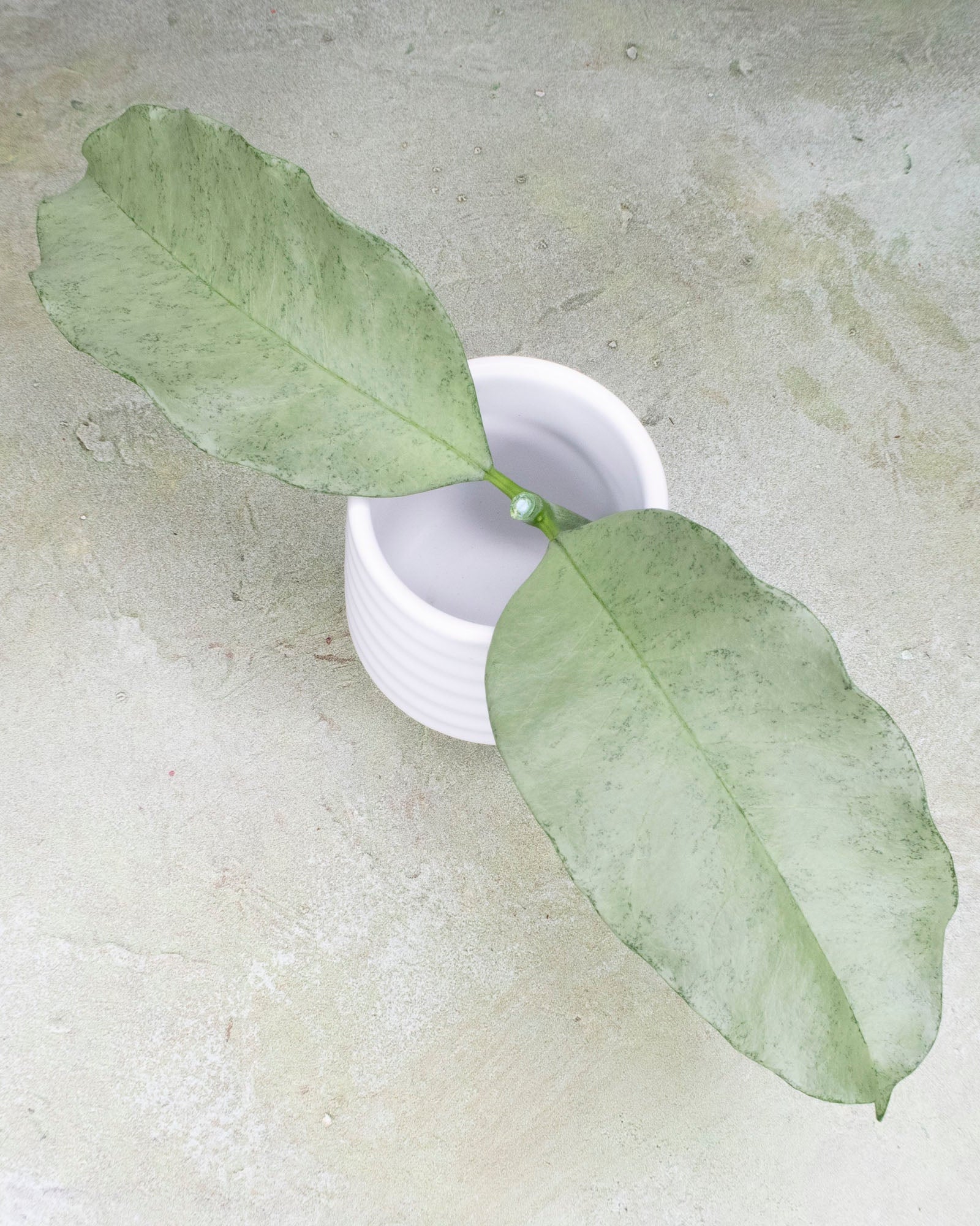 Hoya Multiflora Silver