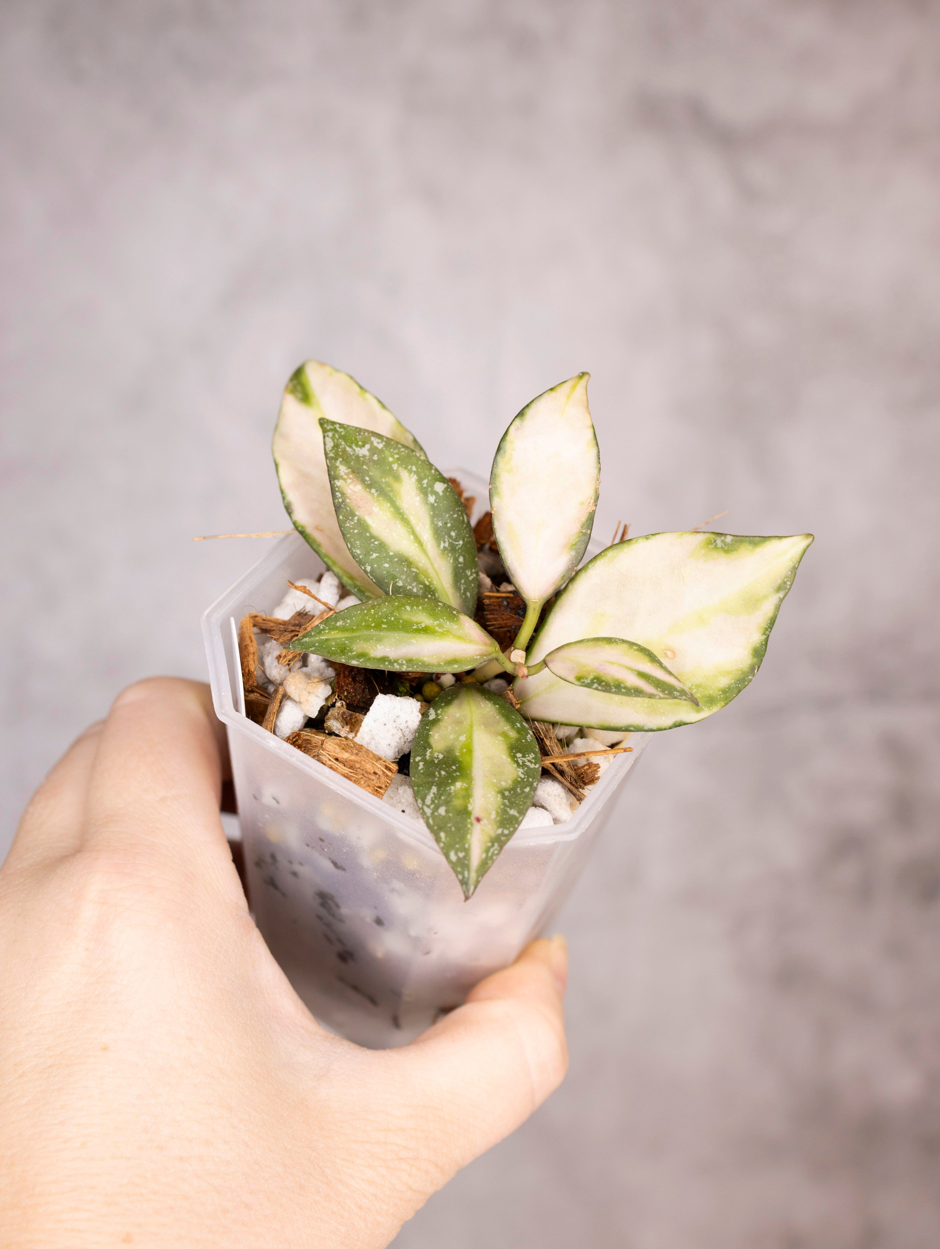 Hoya Nabawanensis Variegated