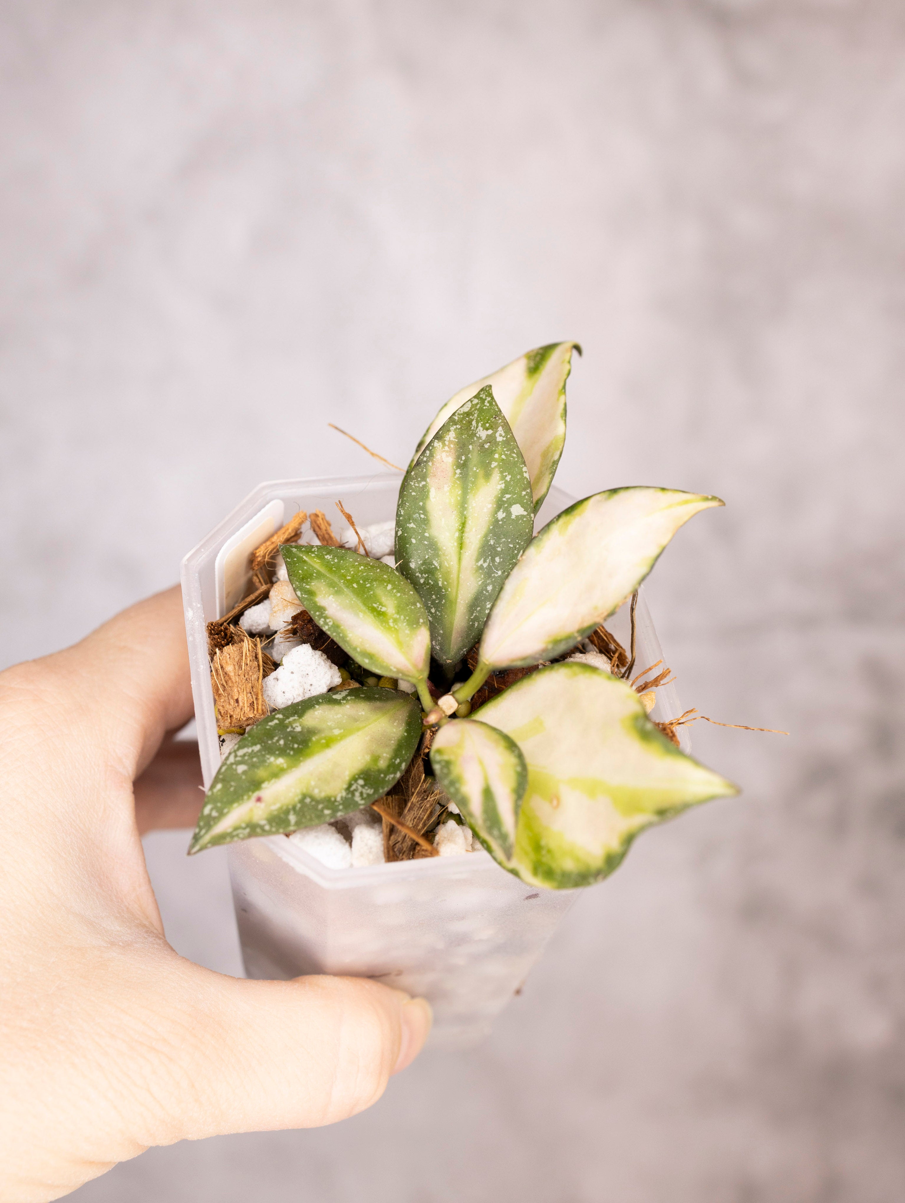 Hoya Nabawanensis Variegated