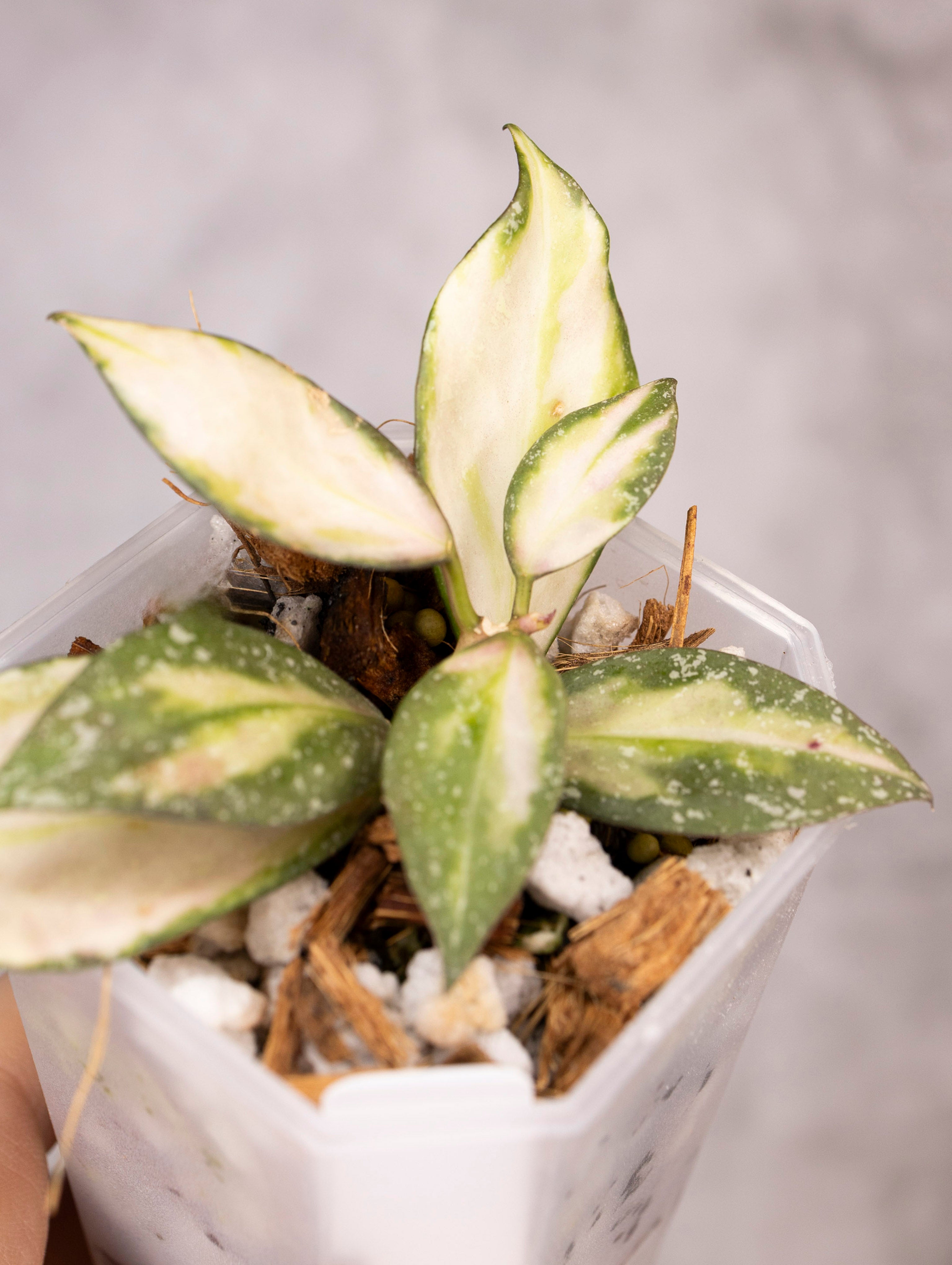 Hoya Nabawanensis Variegated
