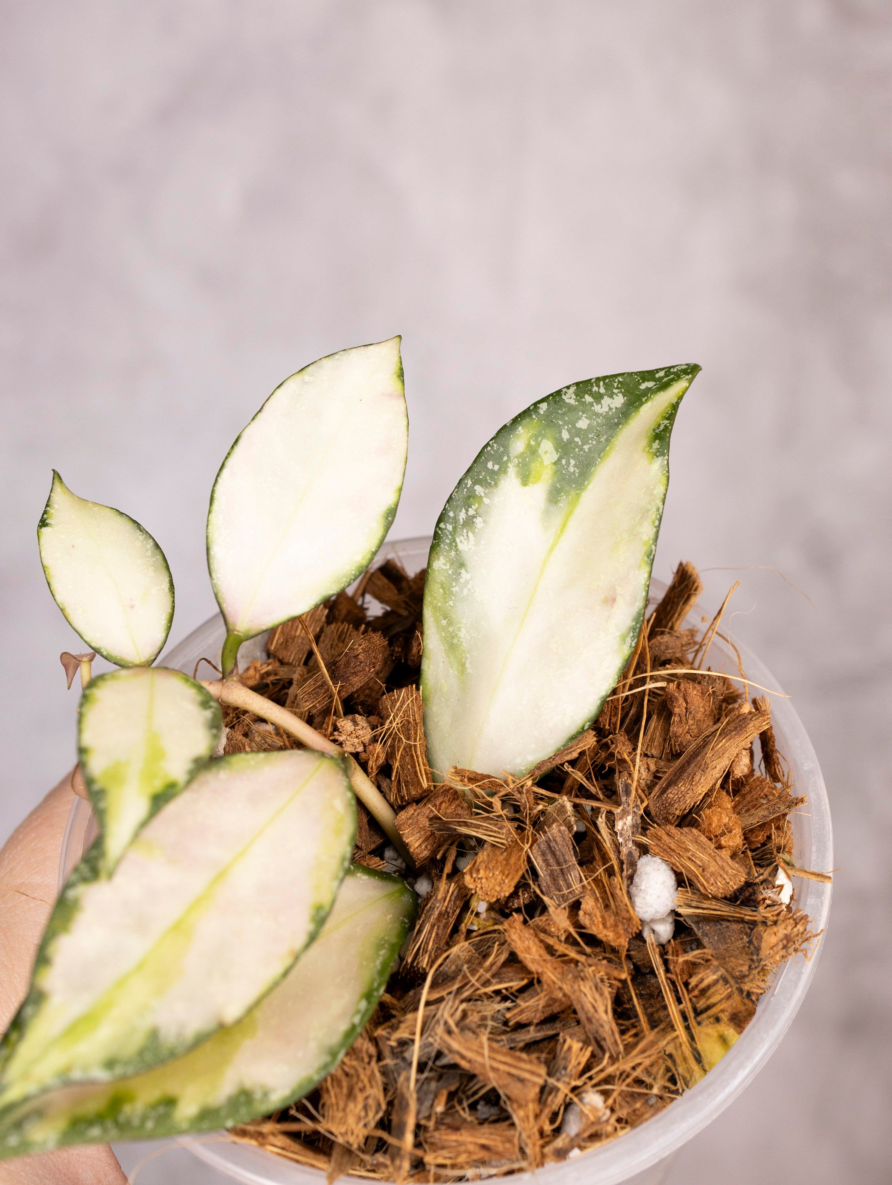 Hoya Nabawanensis Variegated