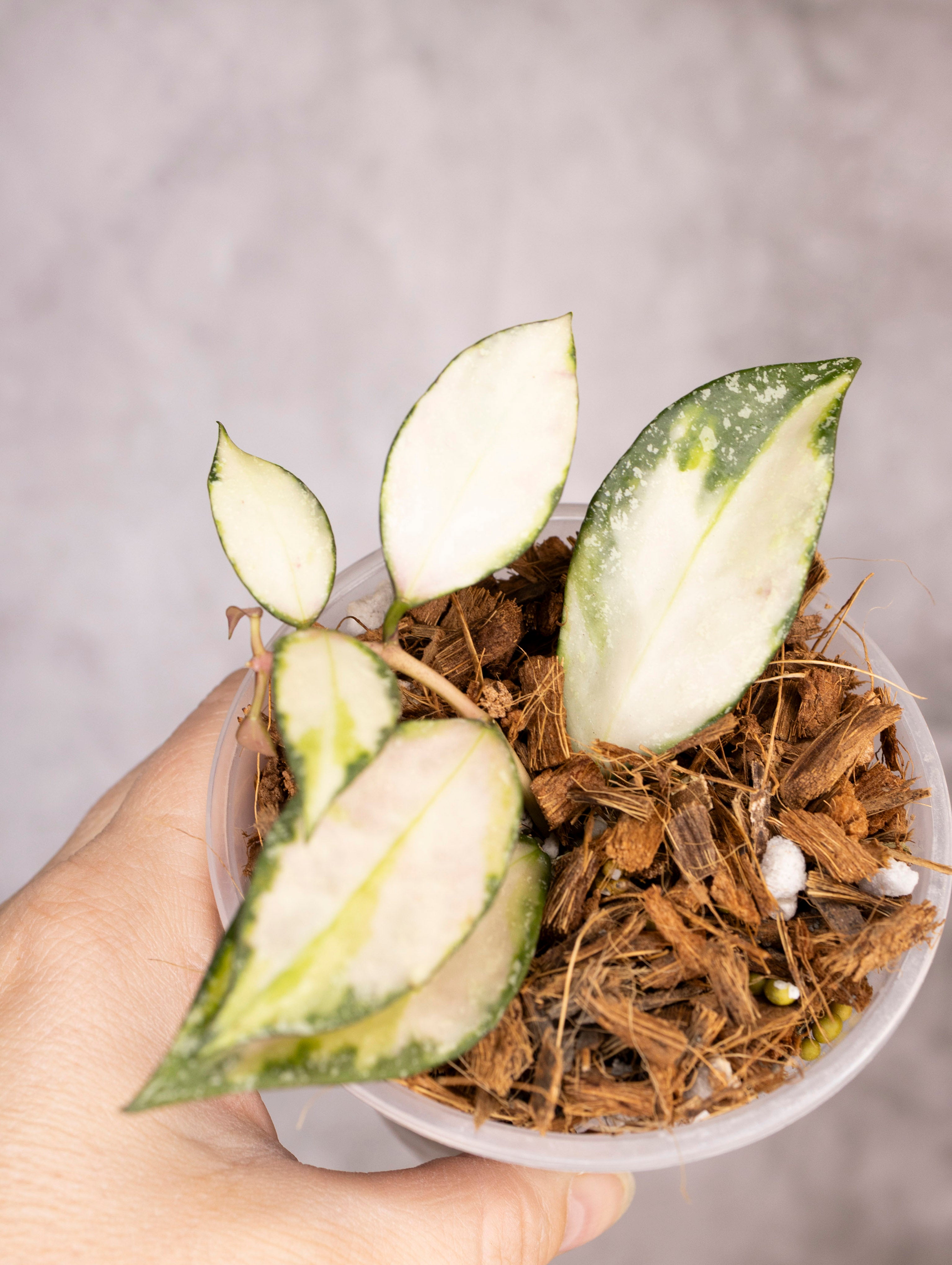 Hoya Nabawanensis Variegated