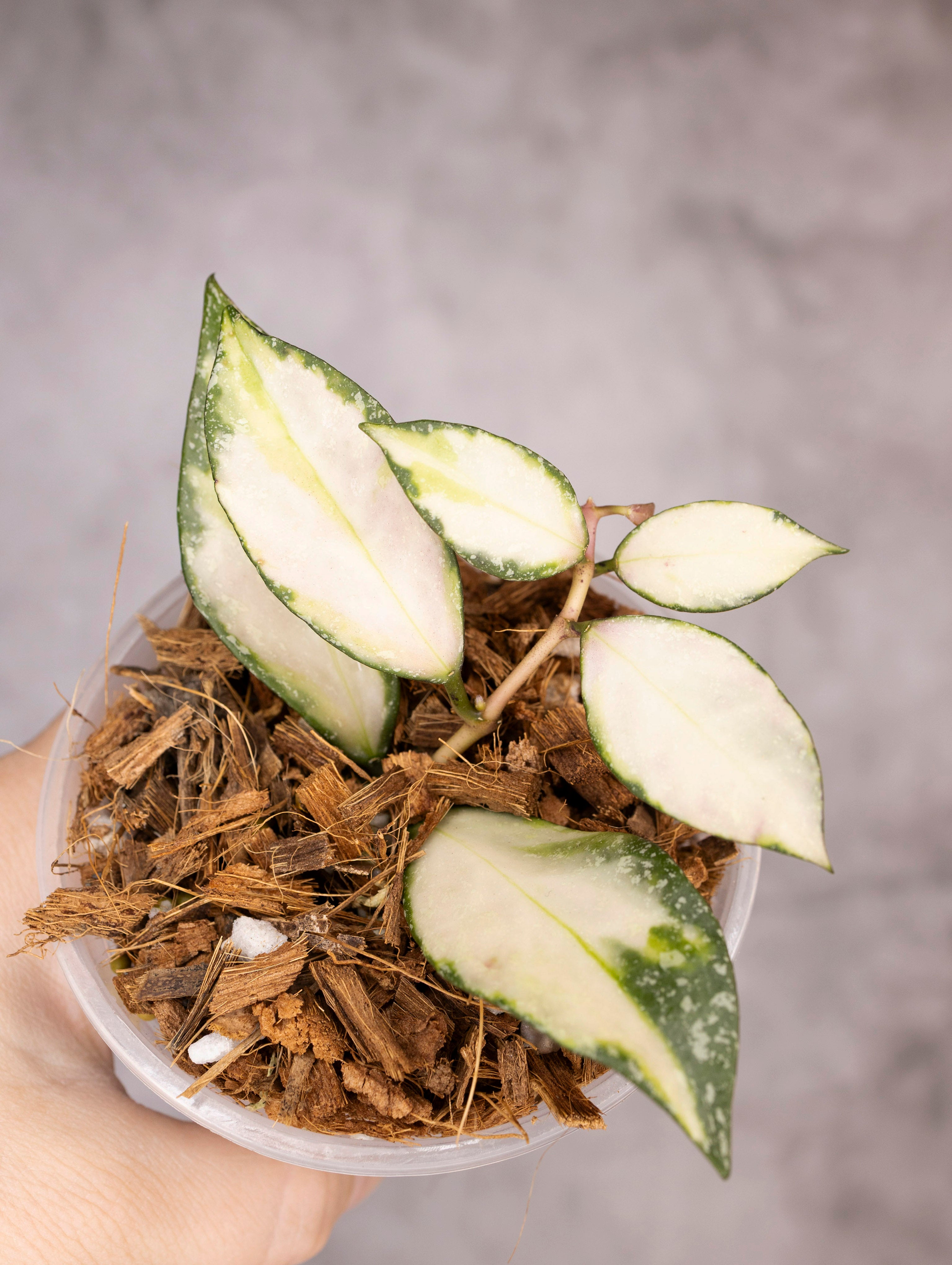 Hoya Nabawanensis Variegated