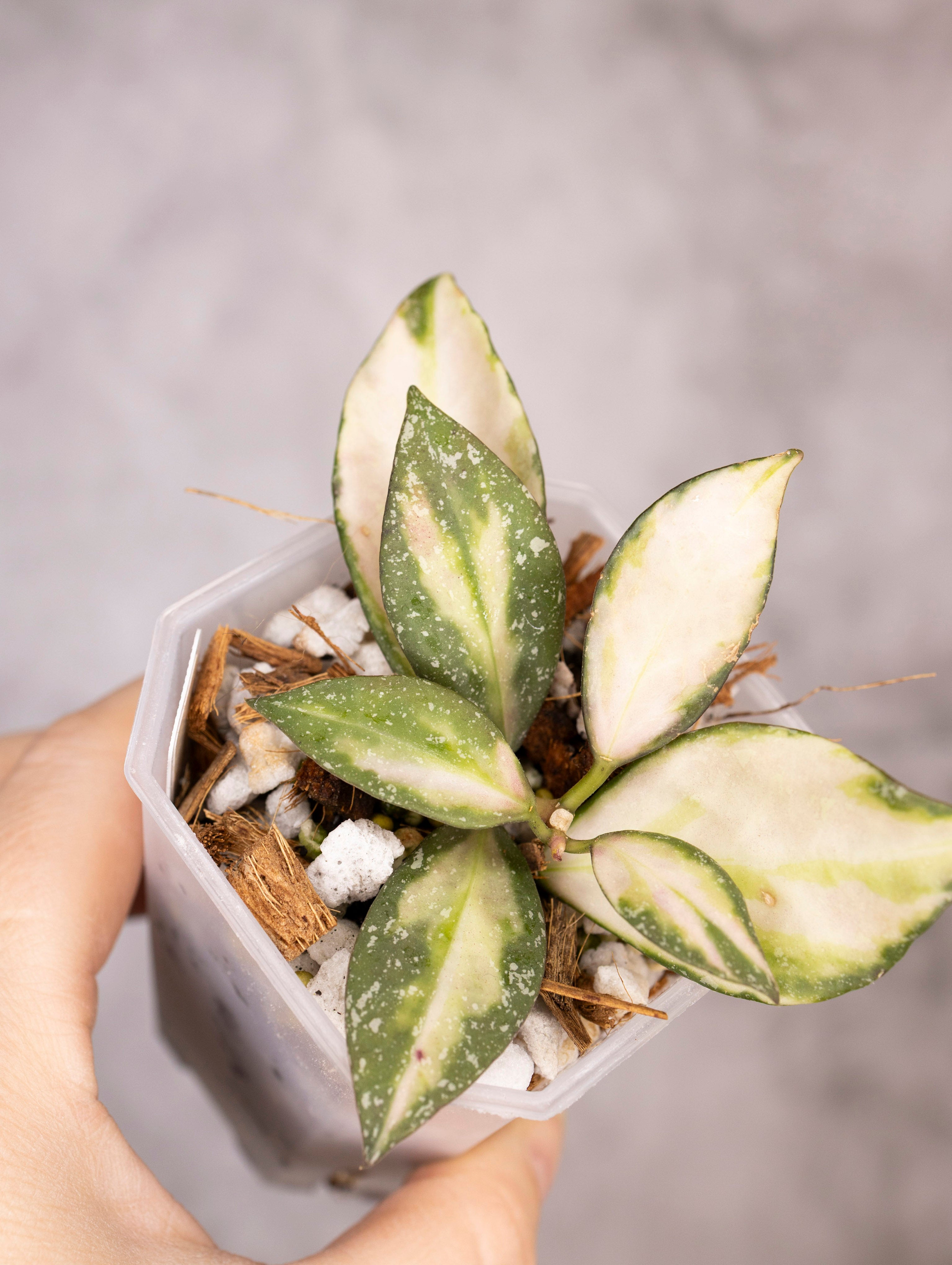 Hoya Nabawanensis Variegated