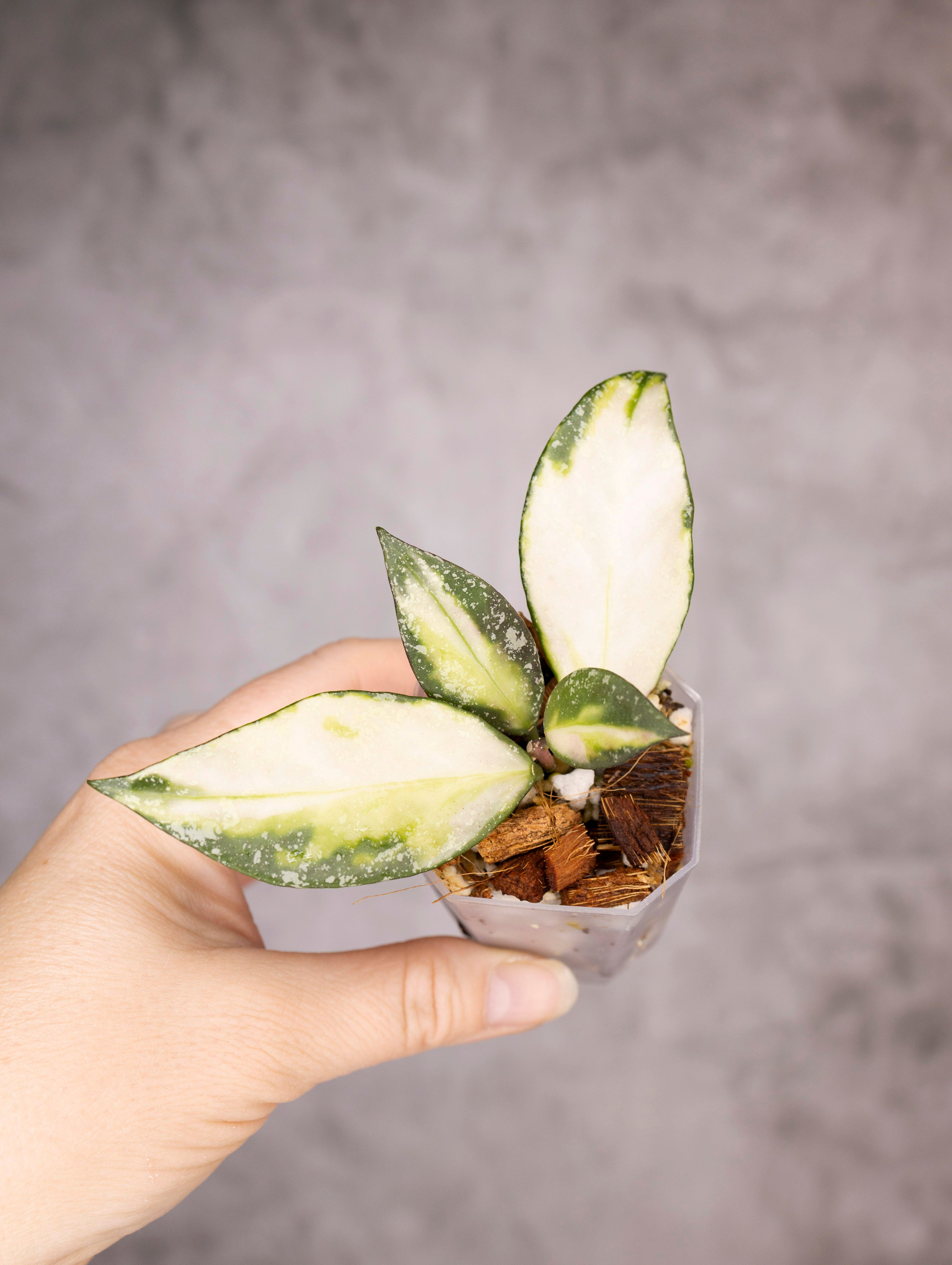 Hoya Nabawanensis Variegated