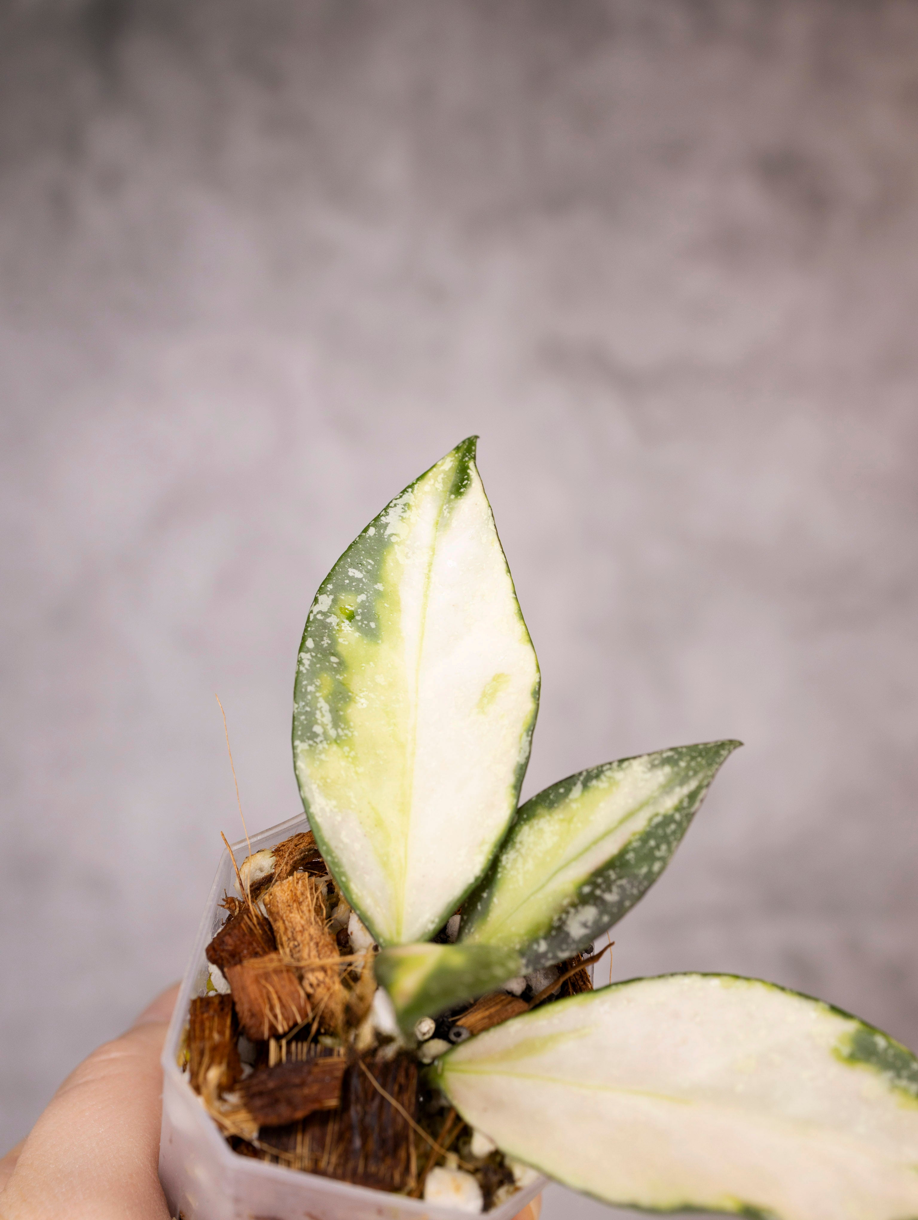 Hoya Nabawanensis Variegated