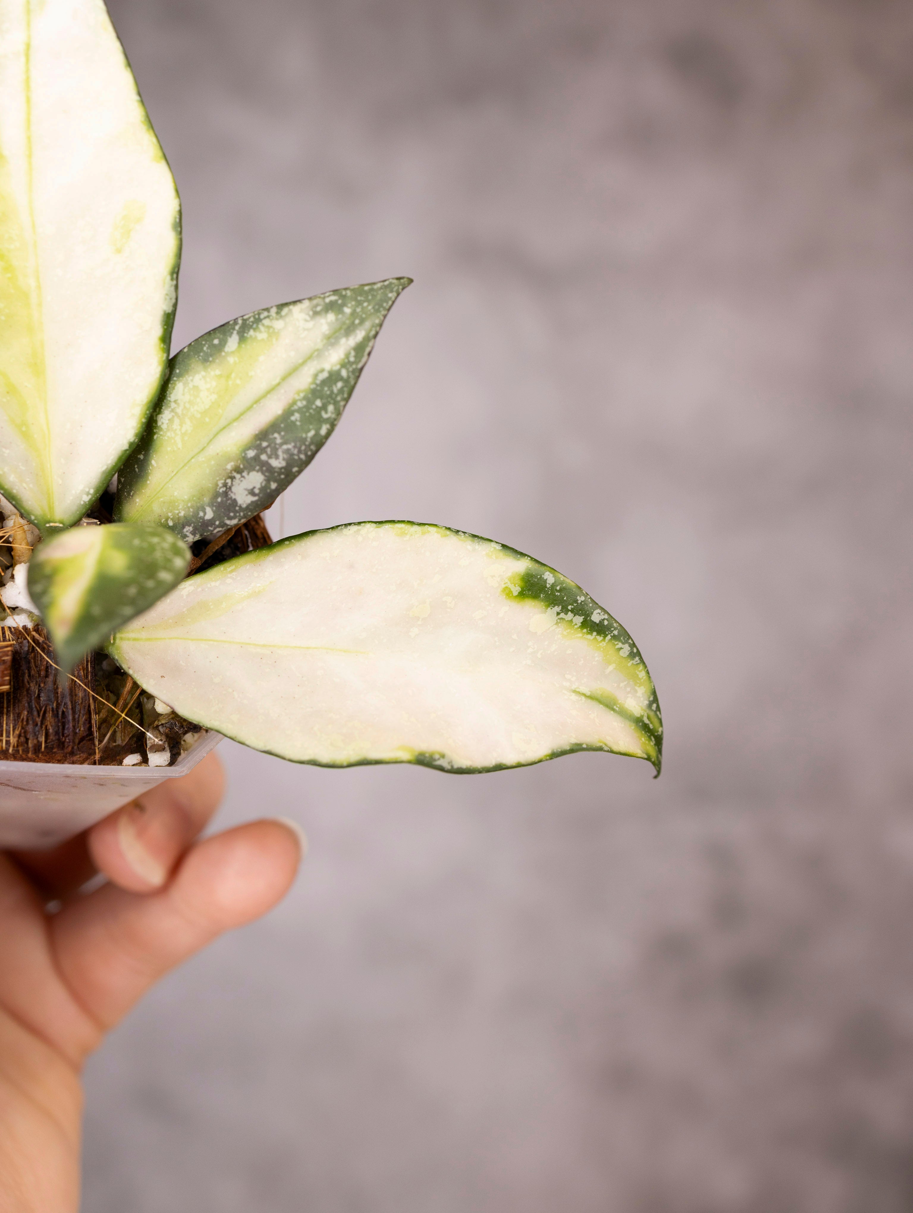 Hoya Nabawanensis Variegated