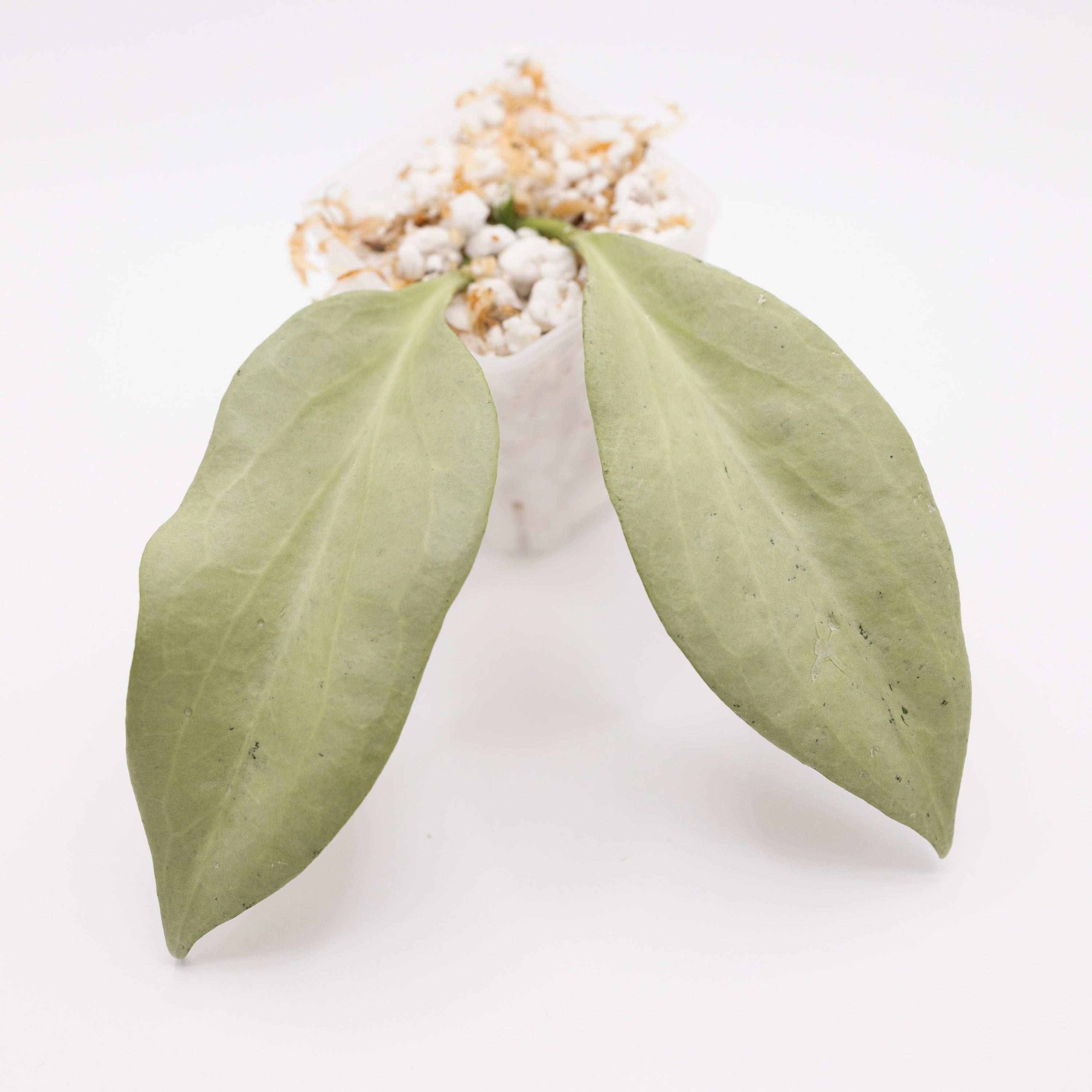 Hoya Nicholsoniae New Guinea Ghost
