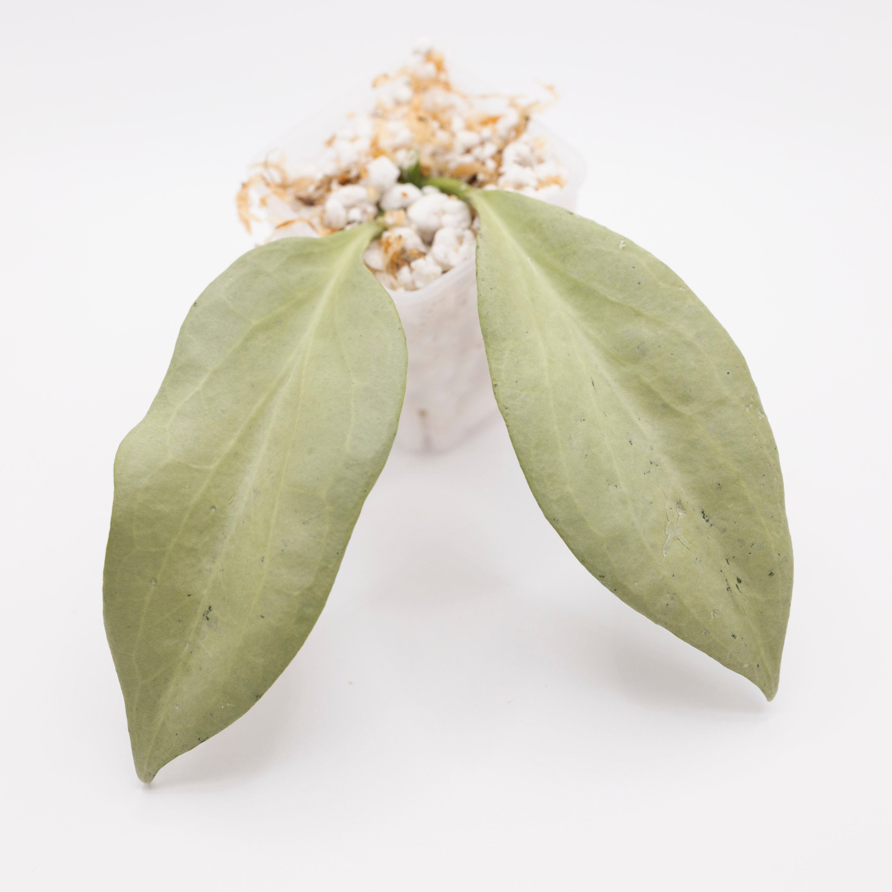 Hoya Nicholsoniae New Guinea Ghost