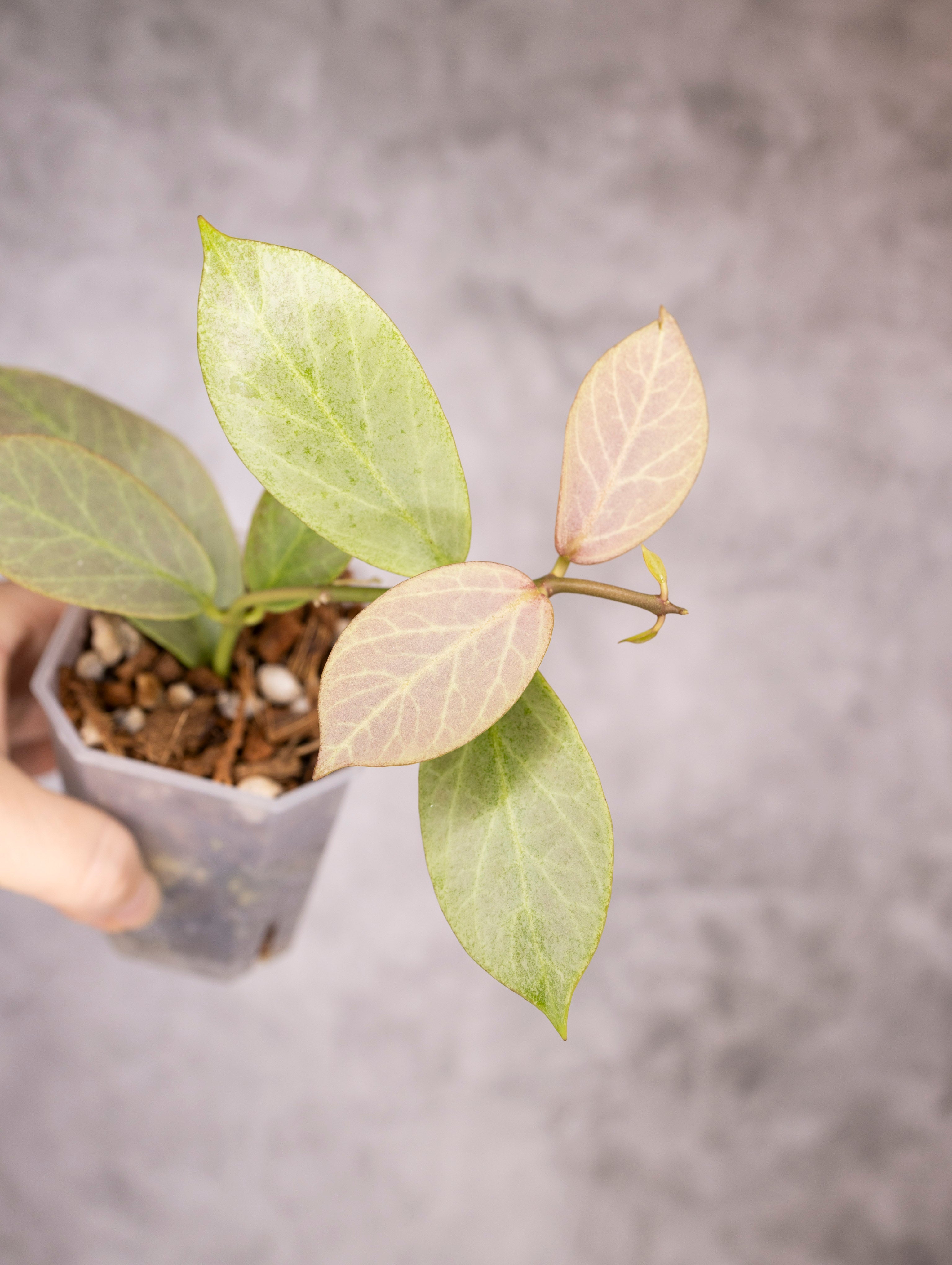 Hoya Obscura Cryptic Chrome