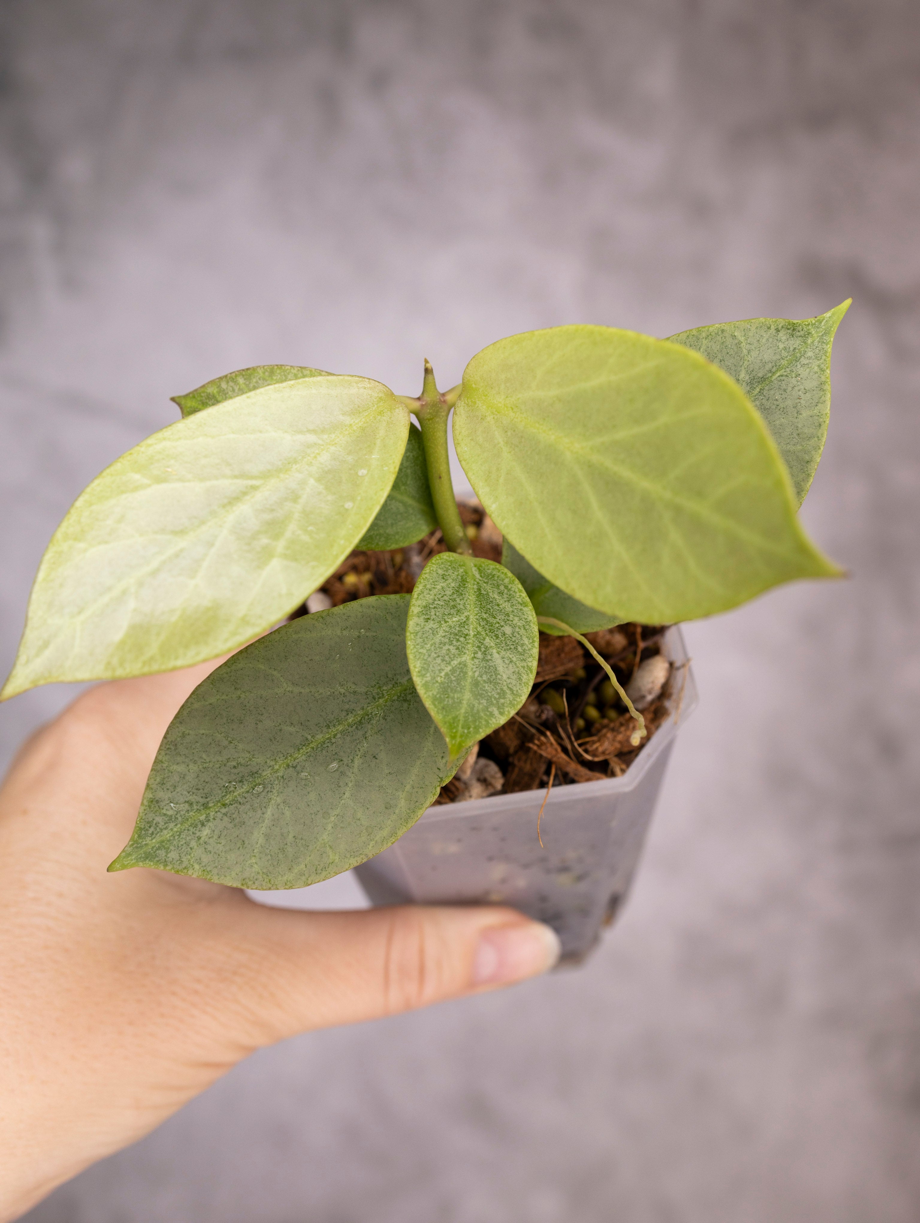 Hoya Obscura Cryptic Chrome