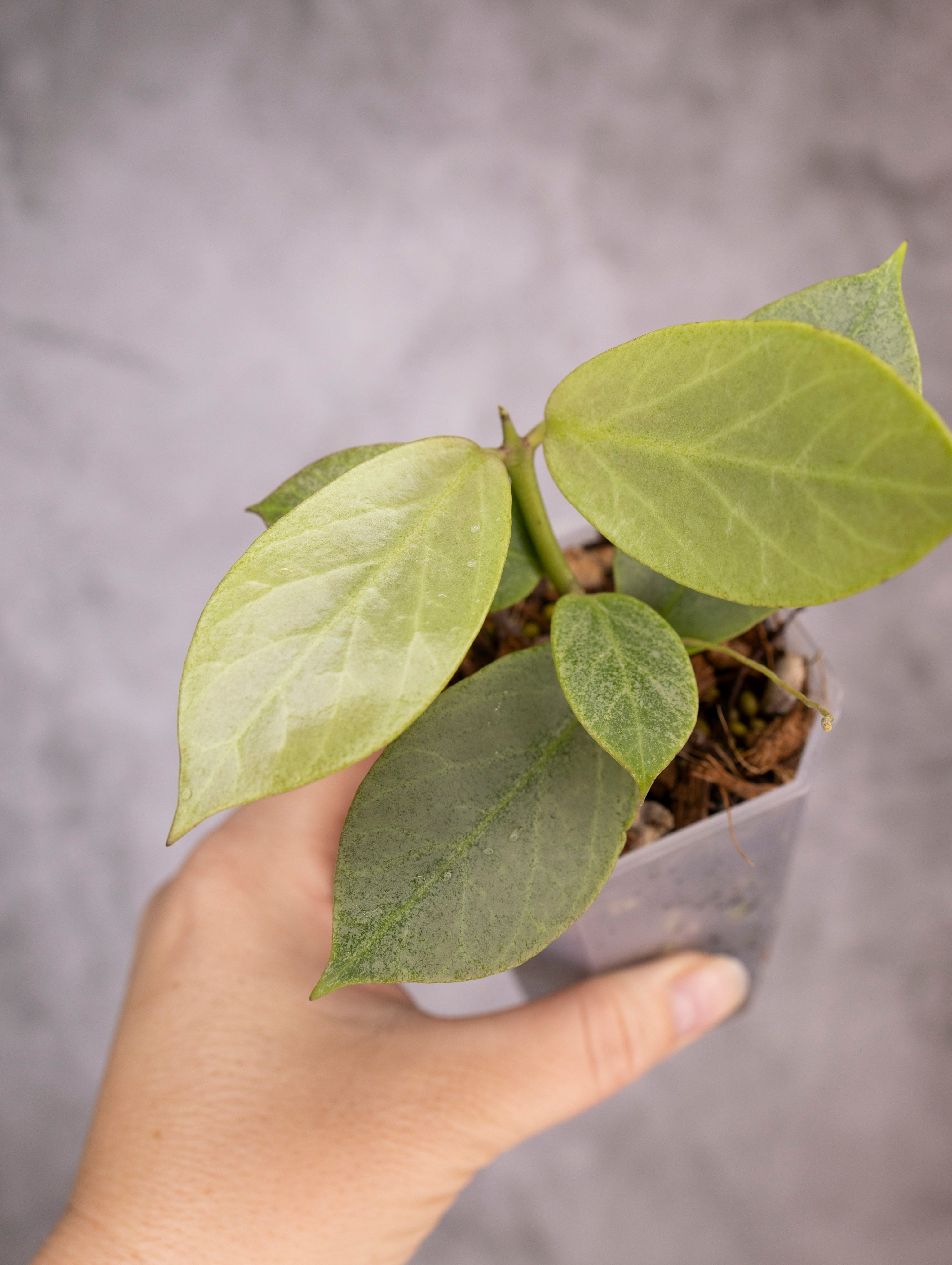 Hoya Obscura Cryptic Chrome