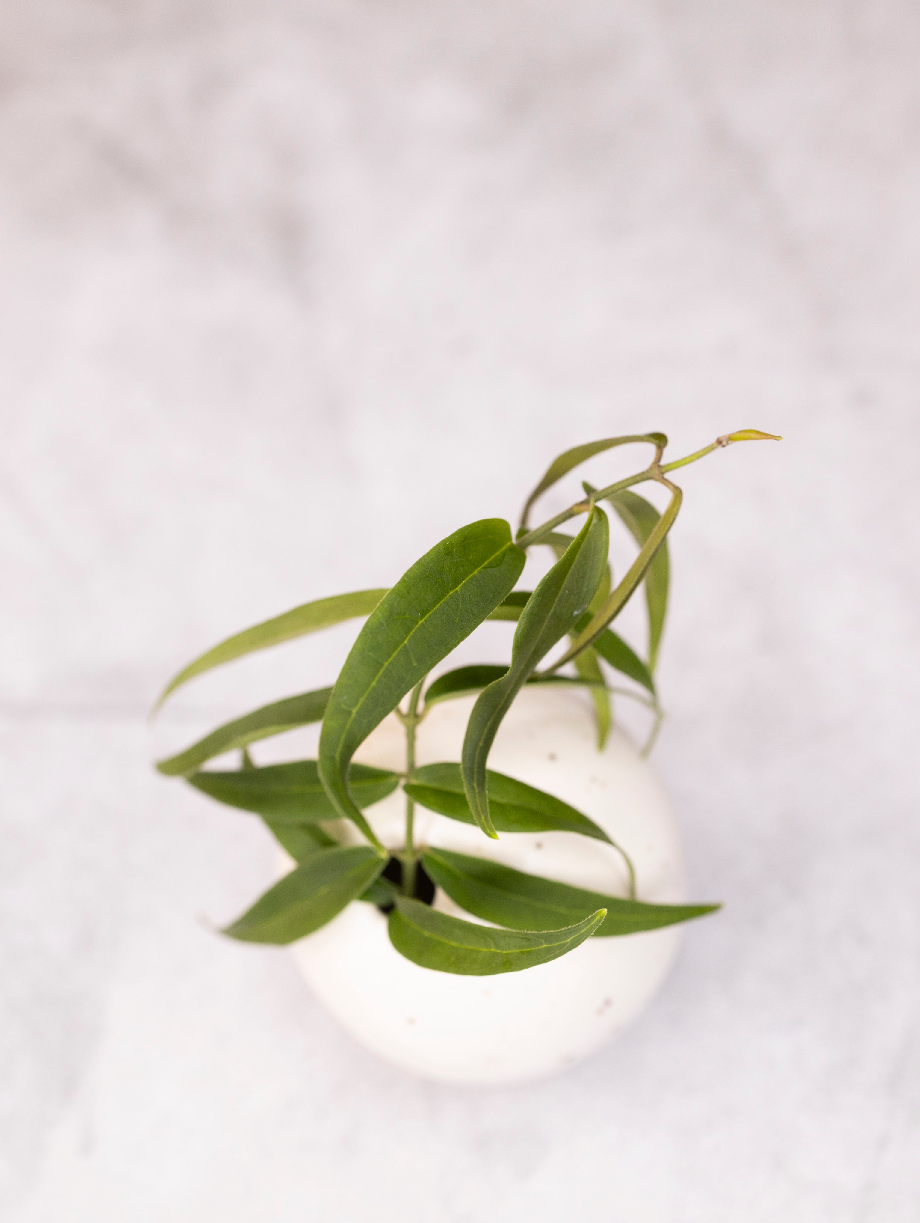 Hoya oligantha