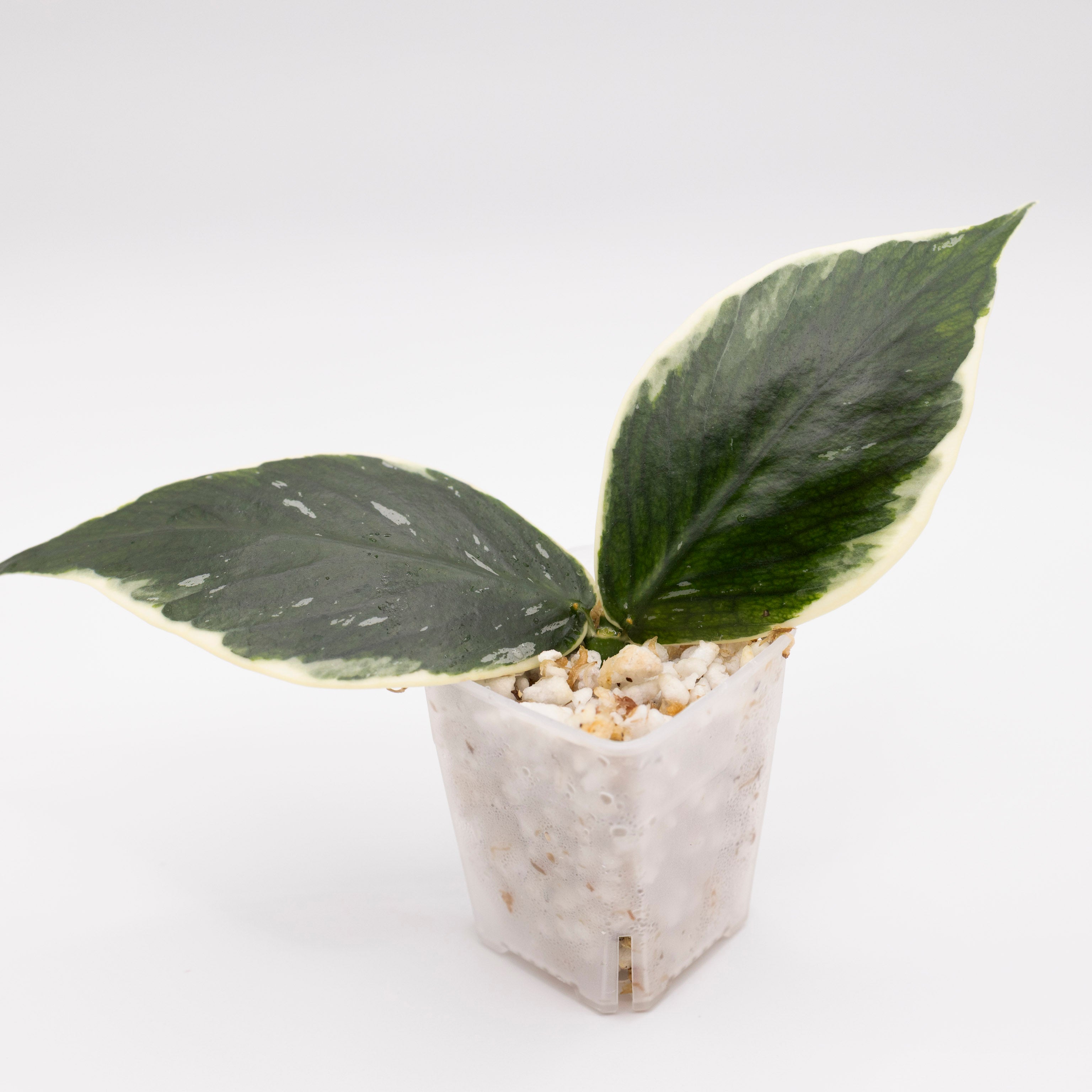 Hoya Polyneura Outer Variegated