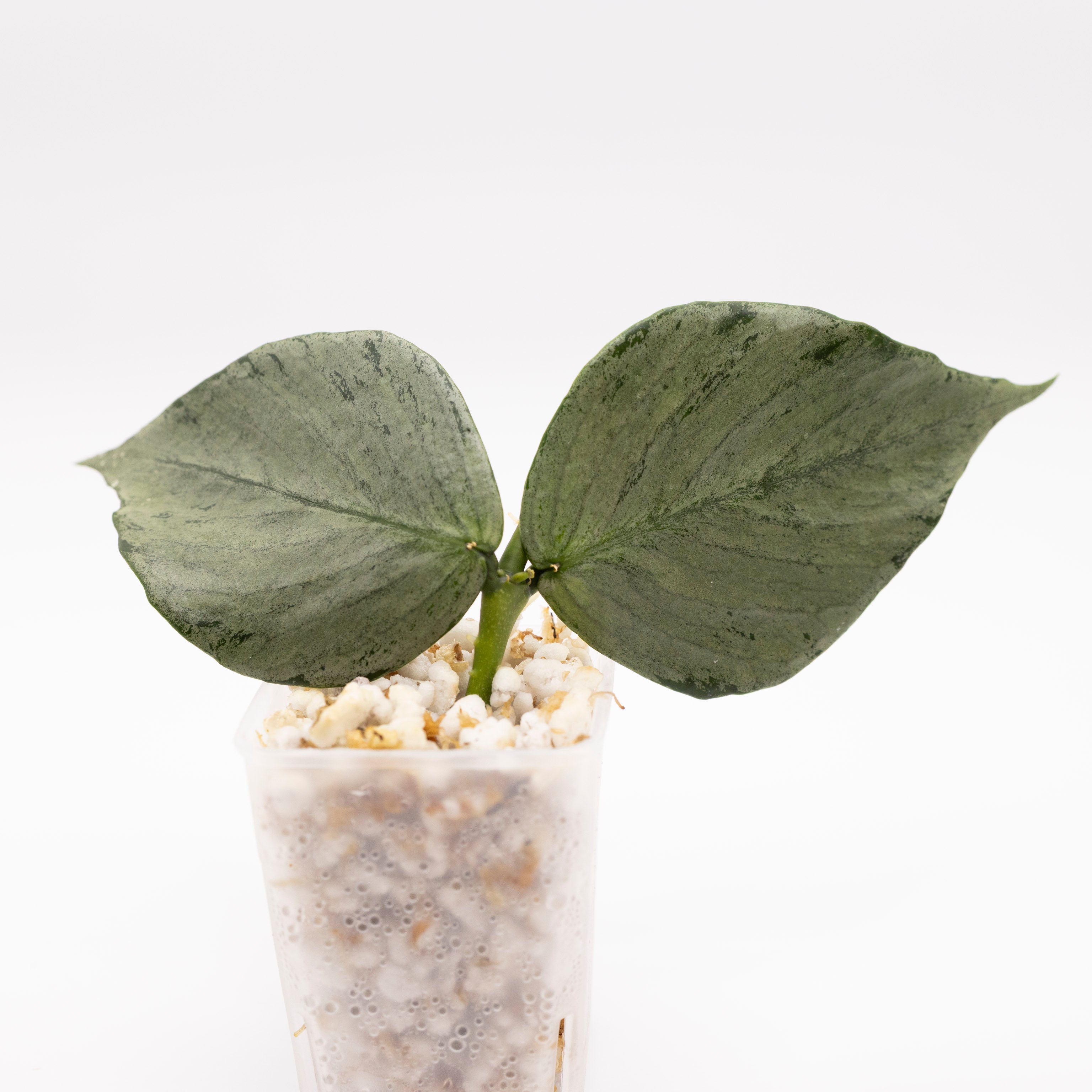 Hoya Polyneura Silver