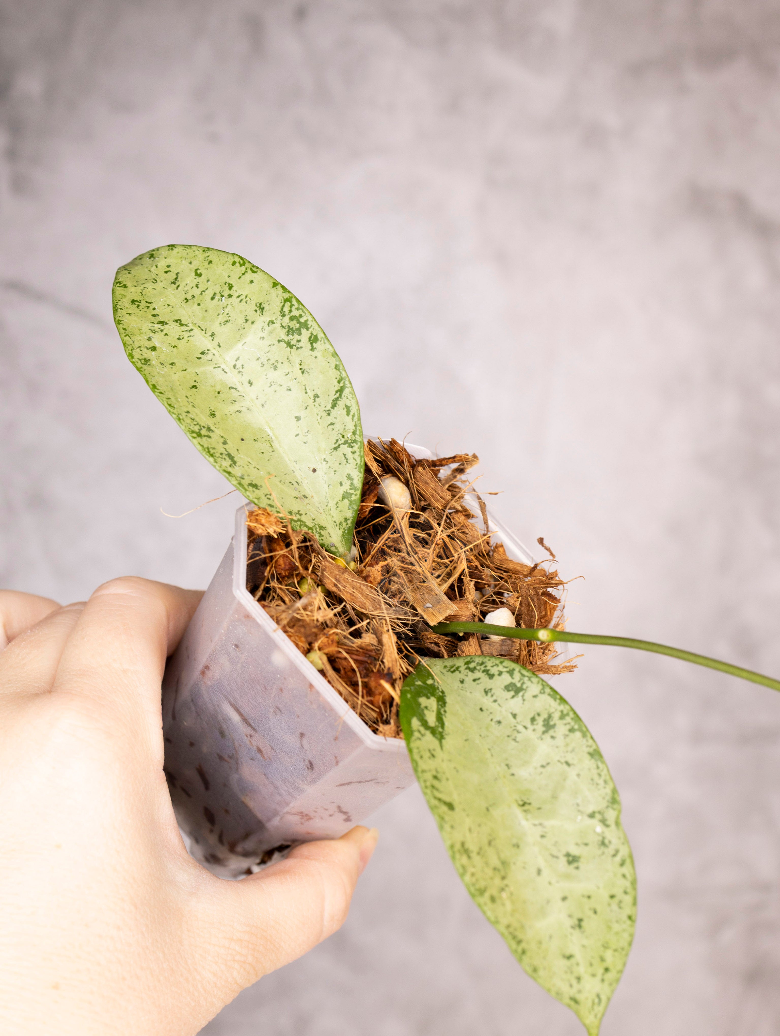 Hoya Pottsii Silver