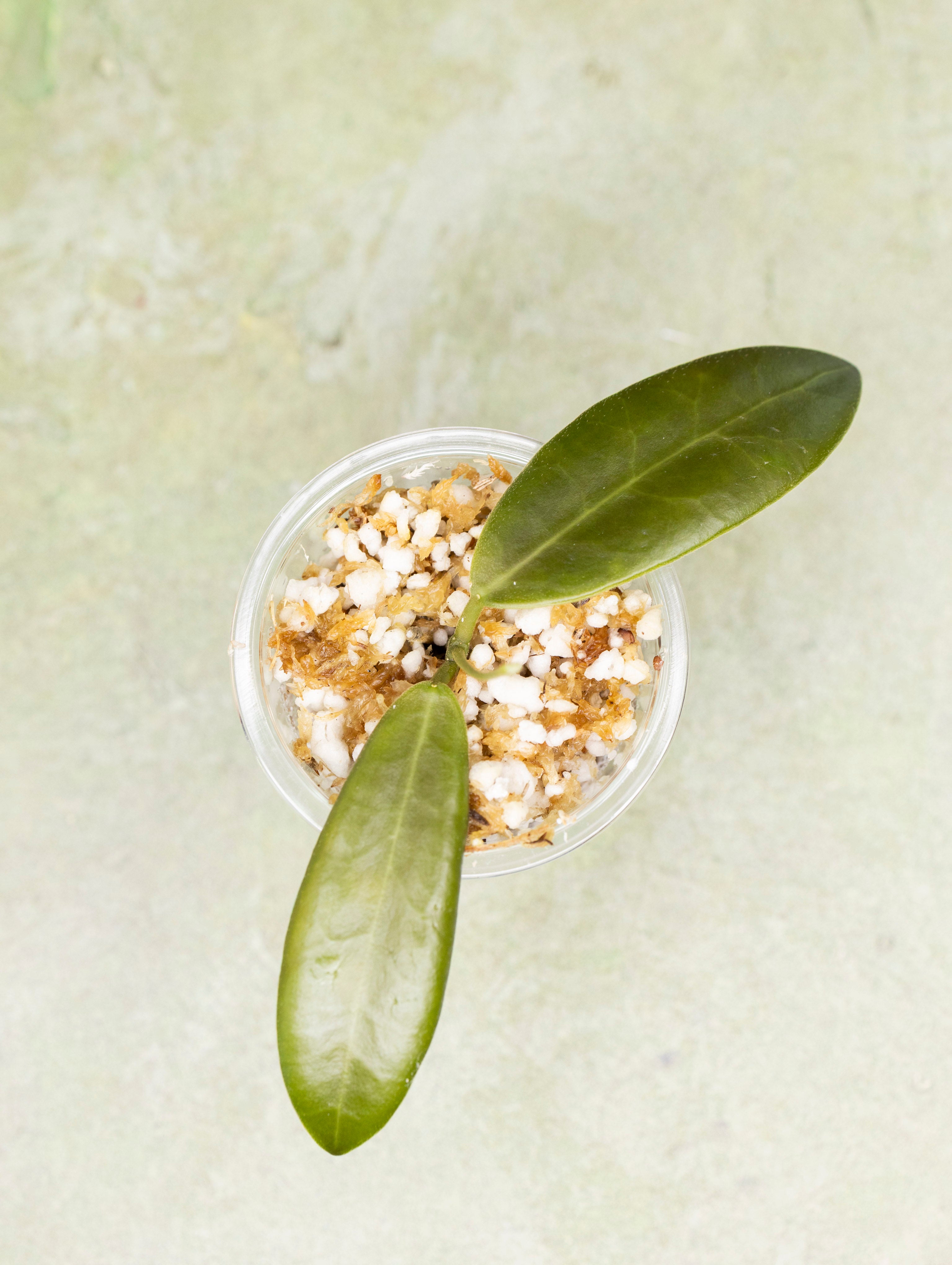 Hoya Pulchra (small leaves)