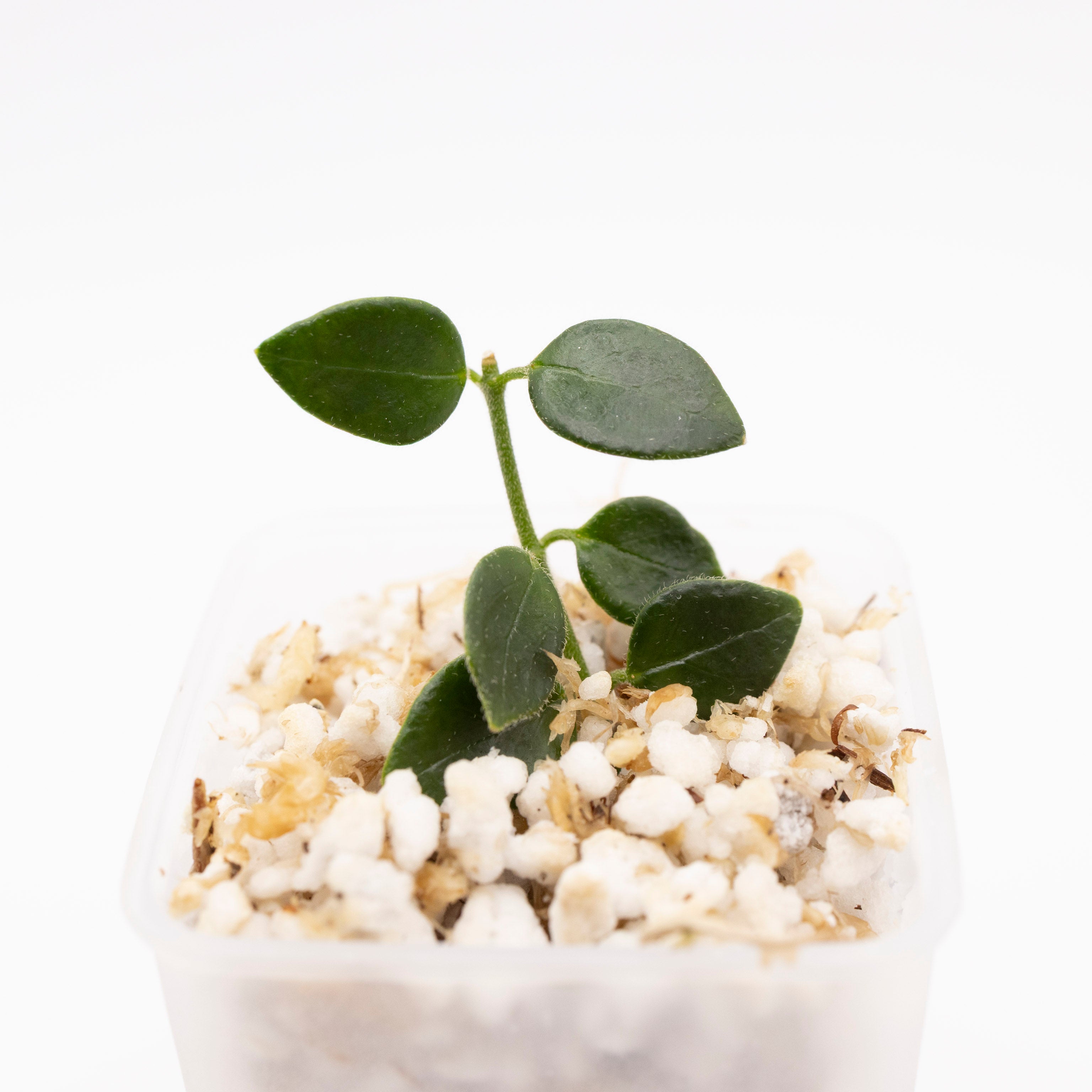 Hoya Pulleana