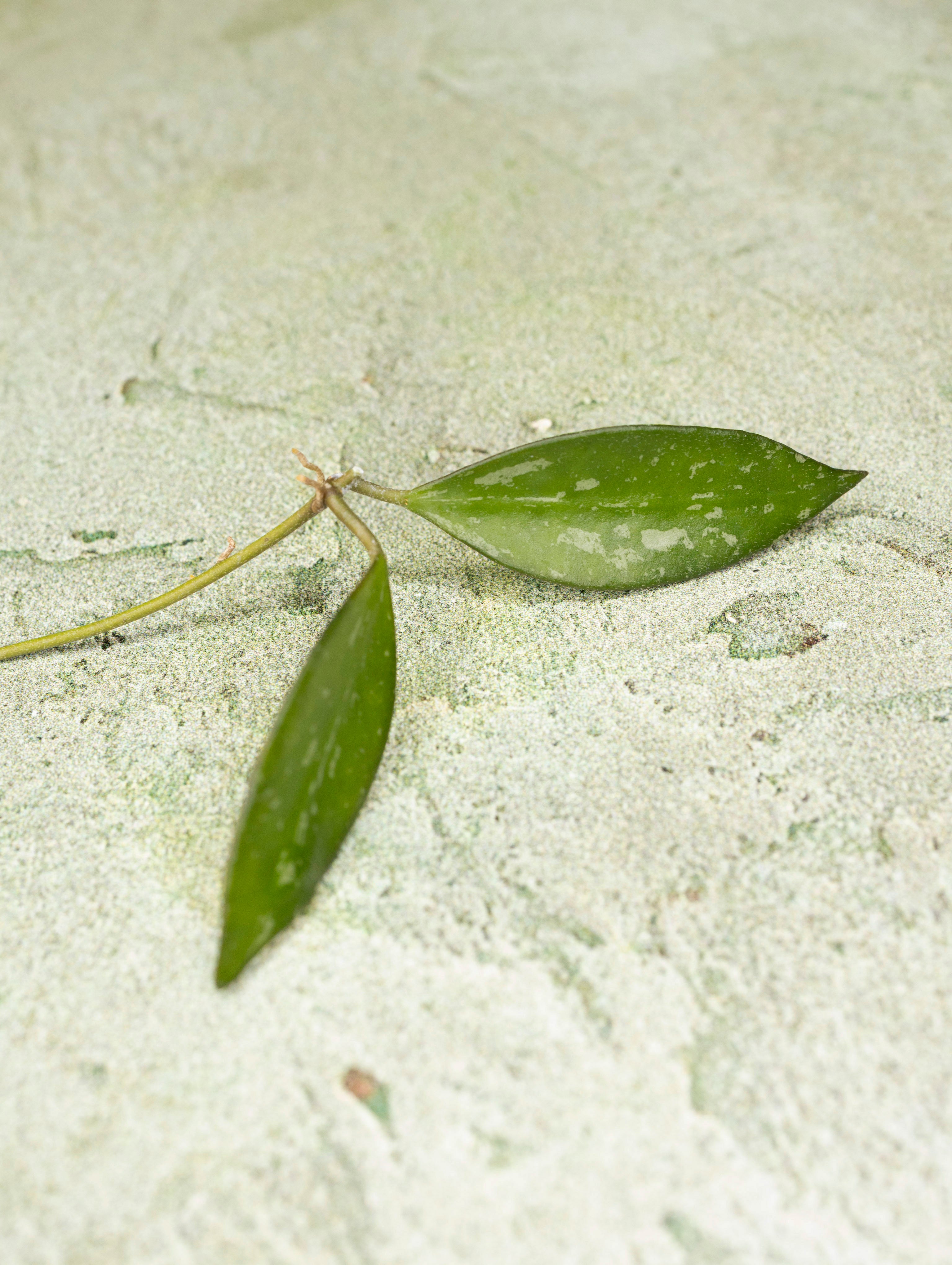 Hoya Rosita Splash