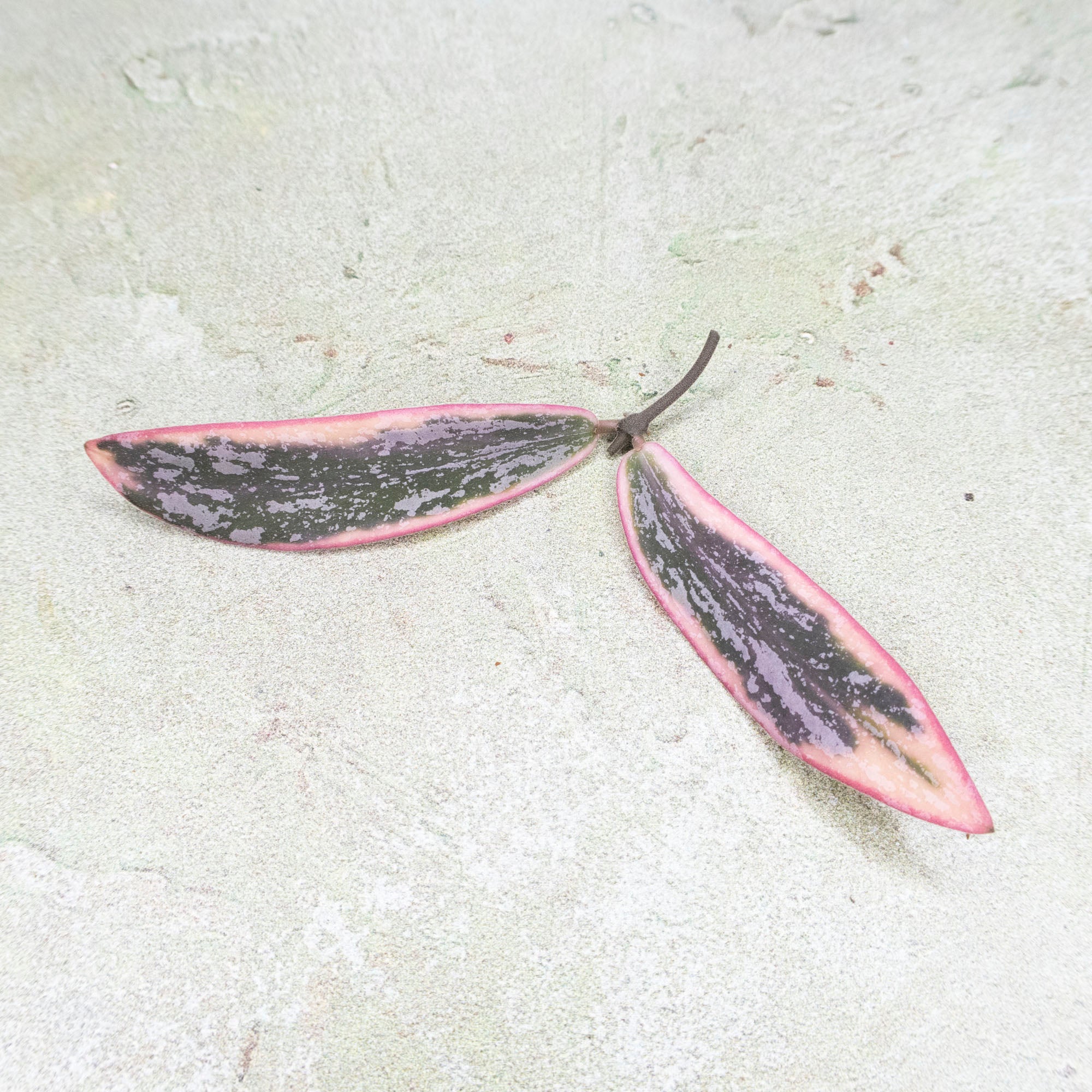 Hoya Sigillatis Albomarginata
