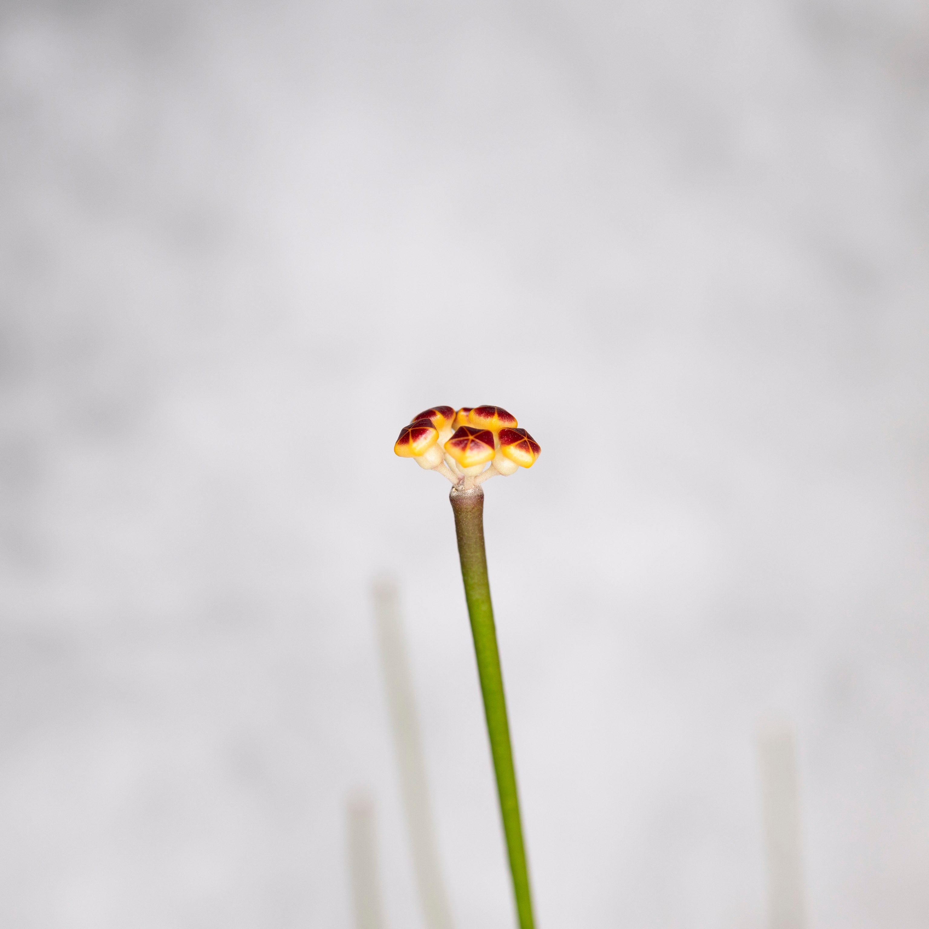 Hoya Spartioides, small plant with a unique flower structure on a plain background