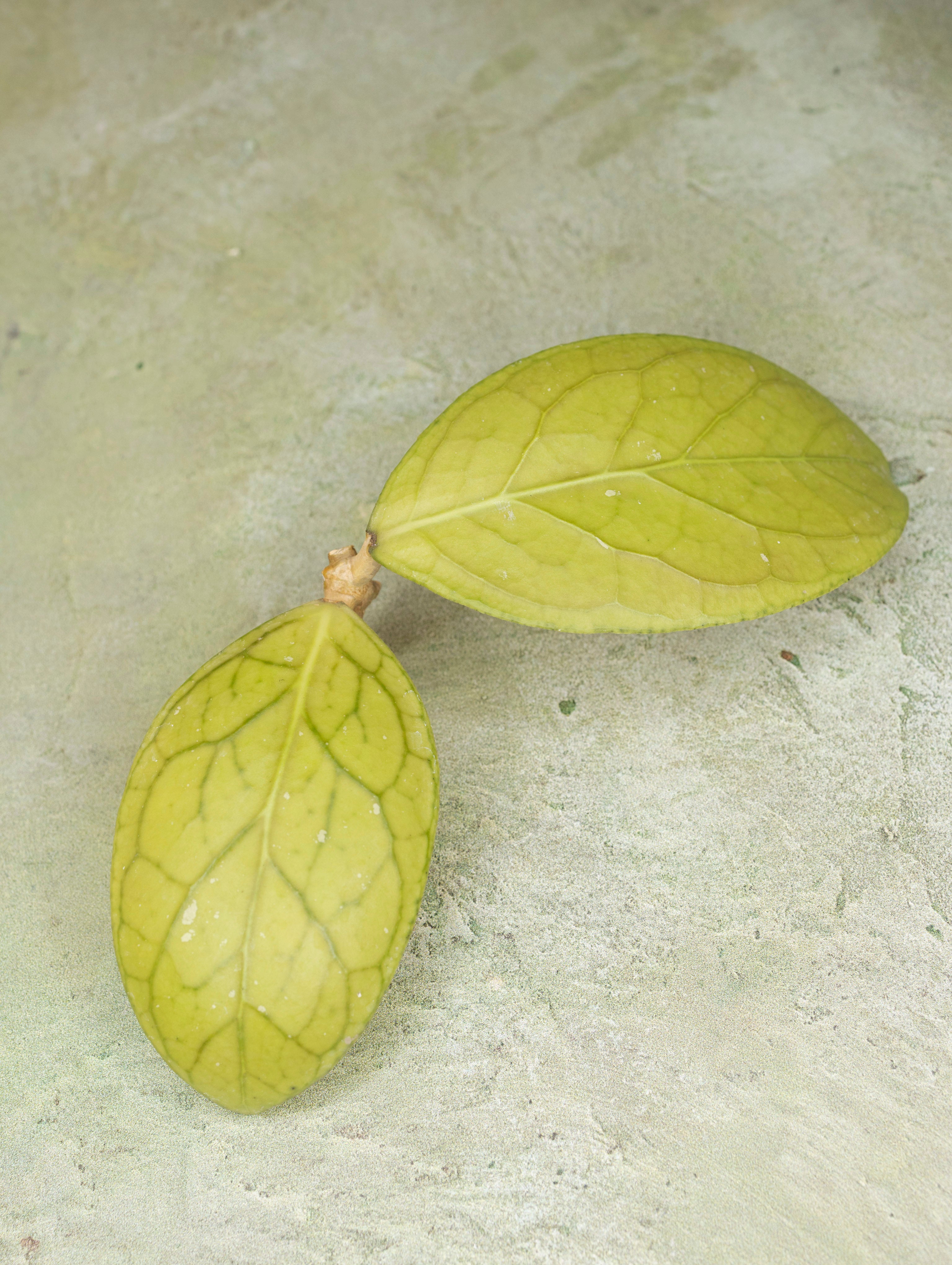 Hoya sp Talang Ogan Ilir