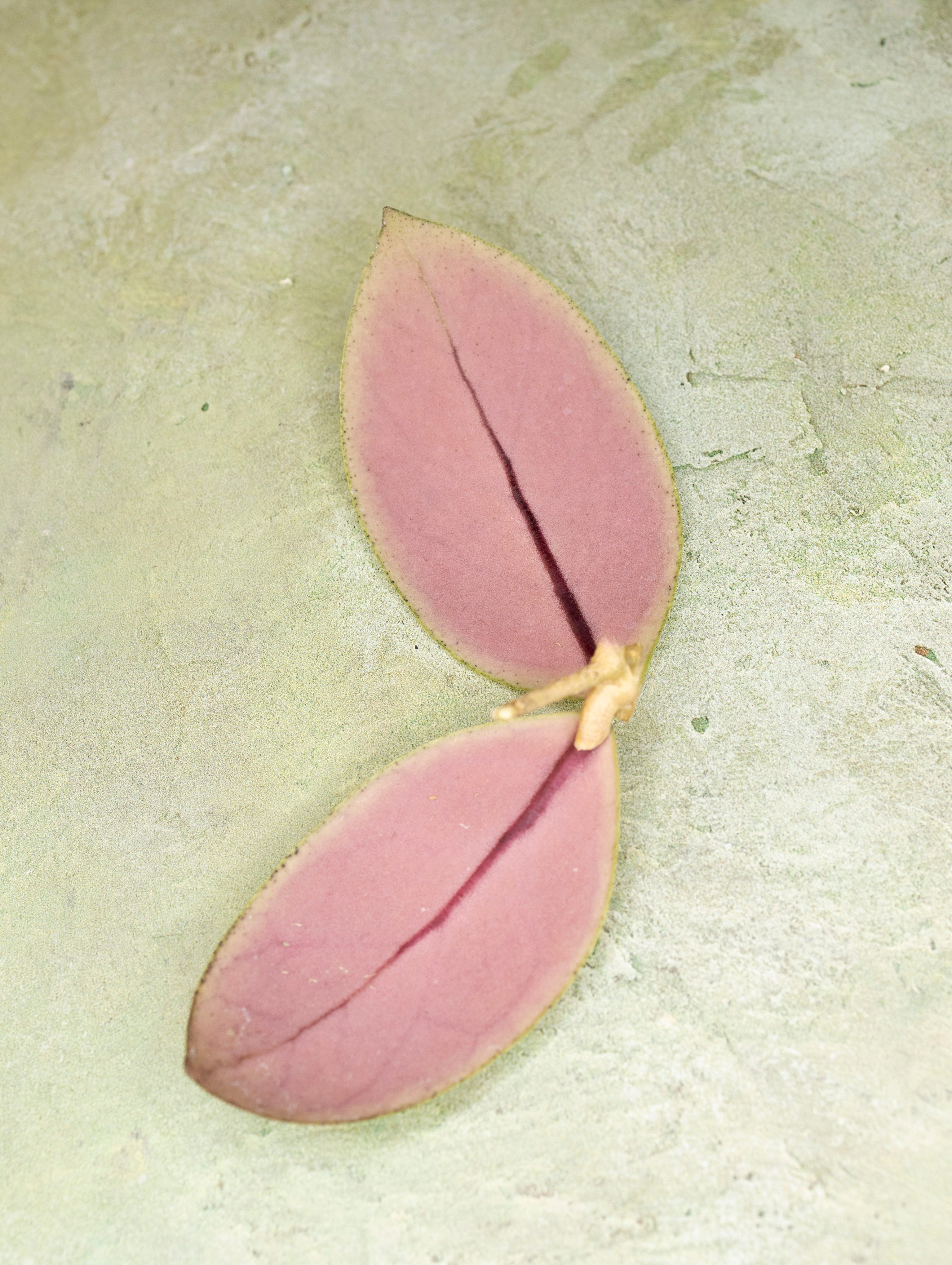 Hoya sp Talang Ogan Ilir